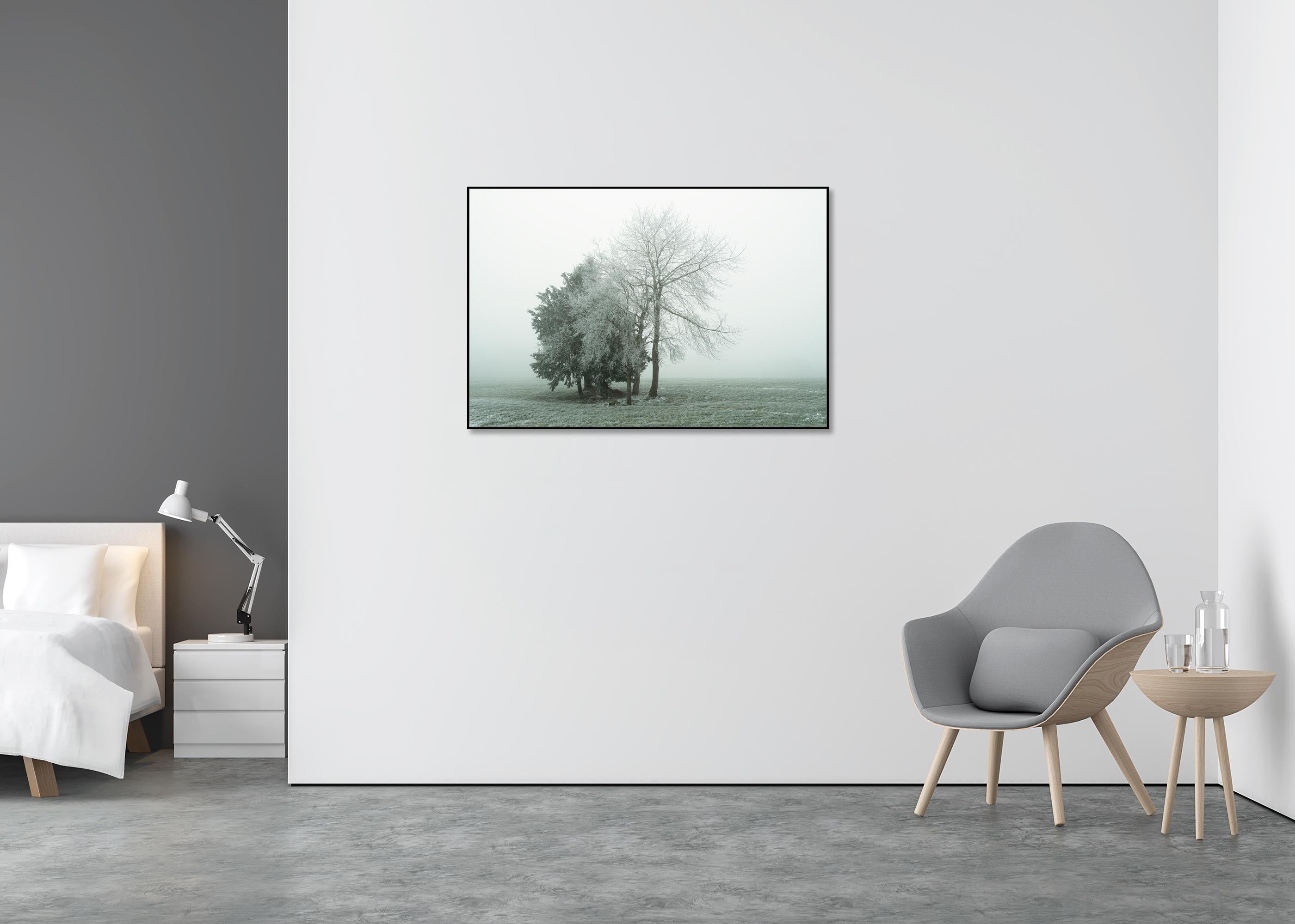 Groupe d'arbres avec givre blanc - photographie minimaliste de paysage hivernal - Gris Black and White Photograph par Gerald Berghammer