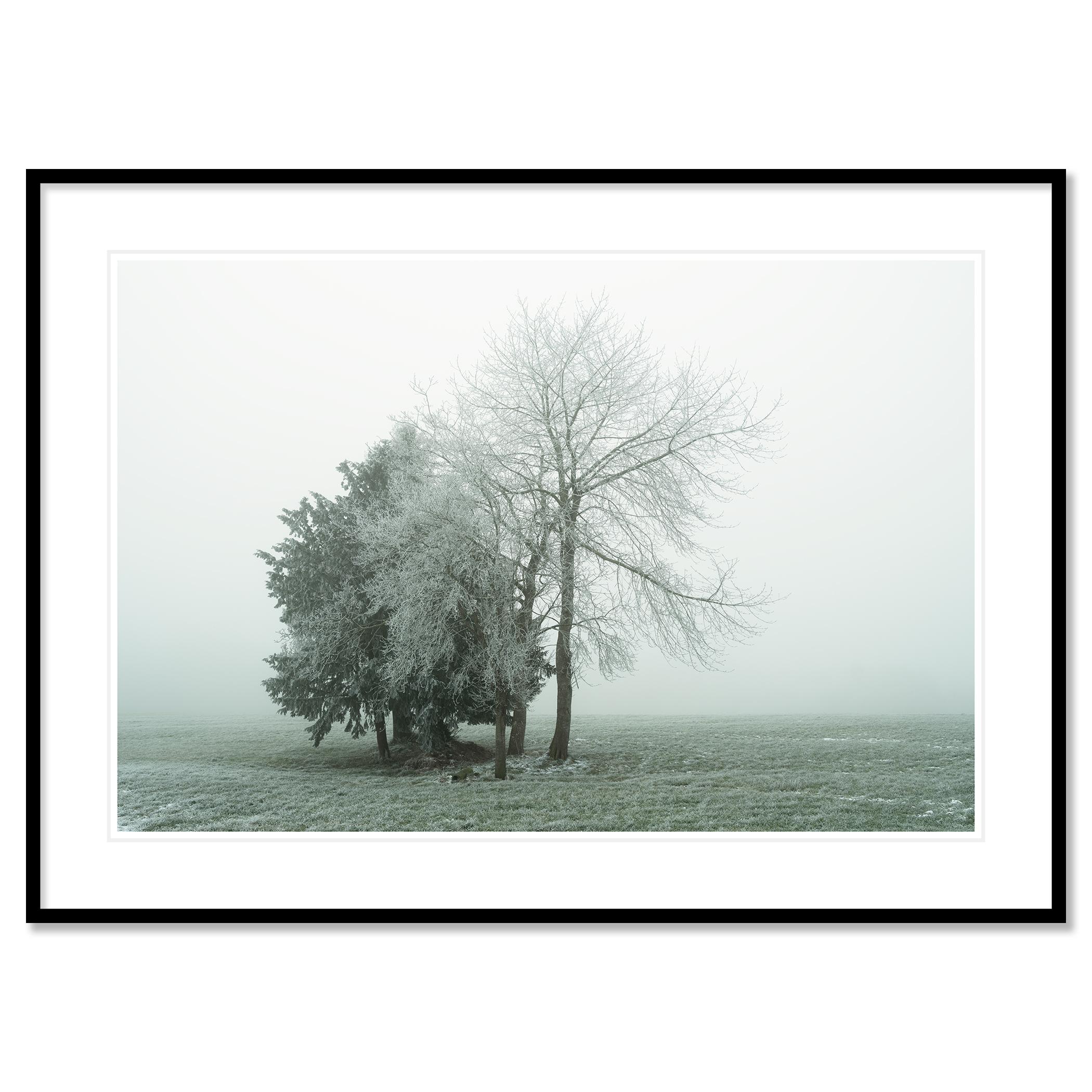 Groupe d'arbres avec givre blanc - photographie minimaliste de paysage hivernal en vente 1