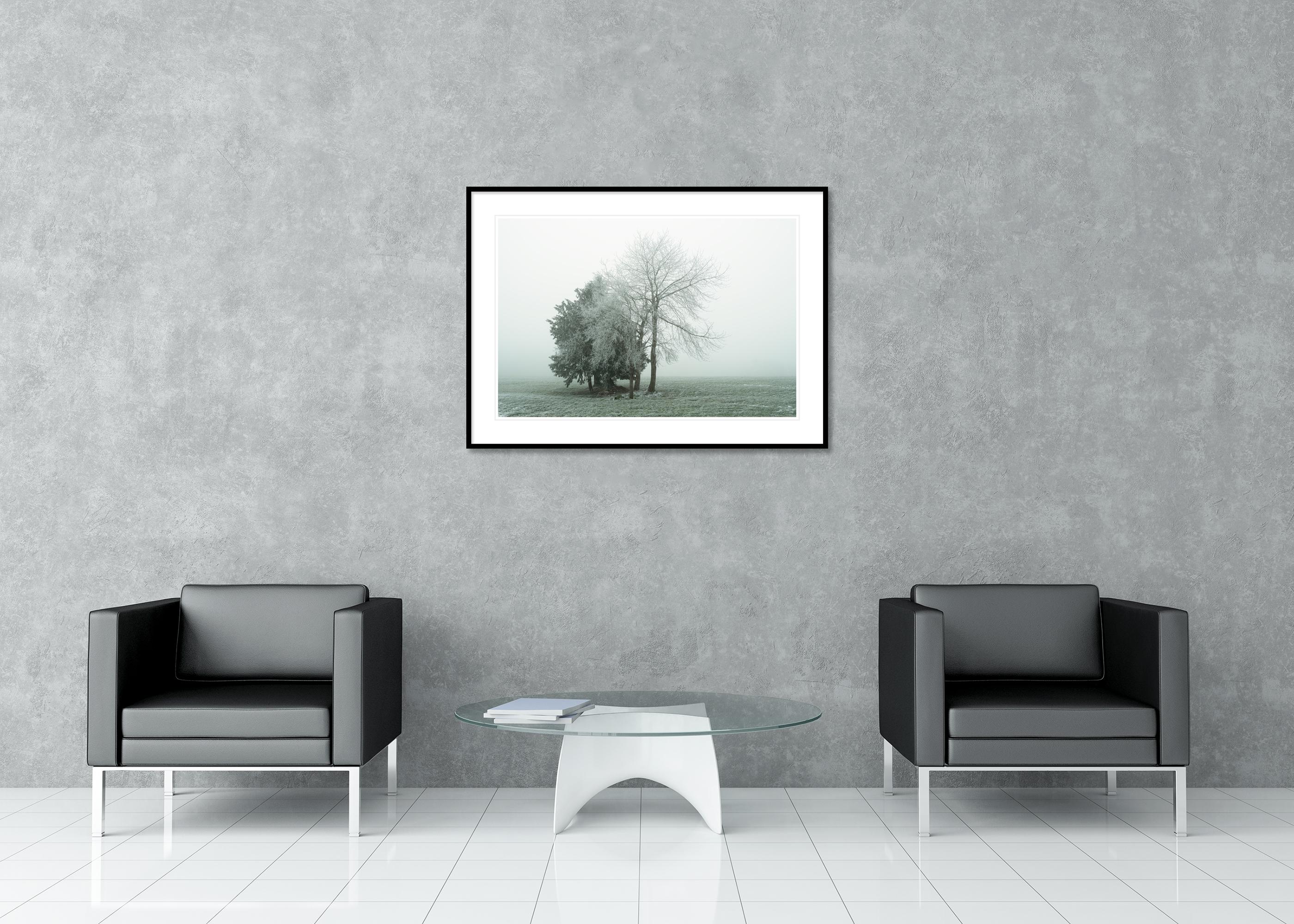 Groupe d'arbres avec givre blanc - photographie minimaliste de paysage hivernal en vente 2