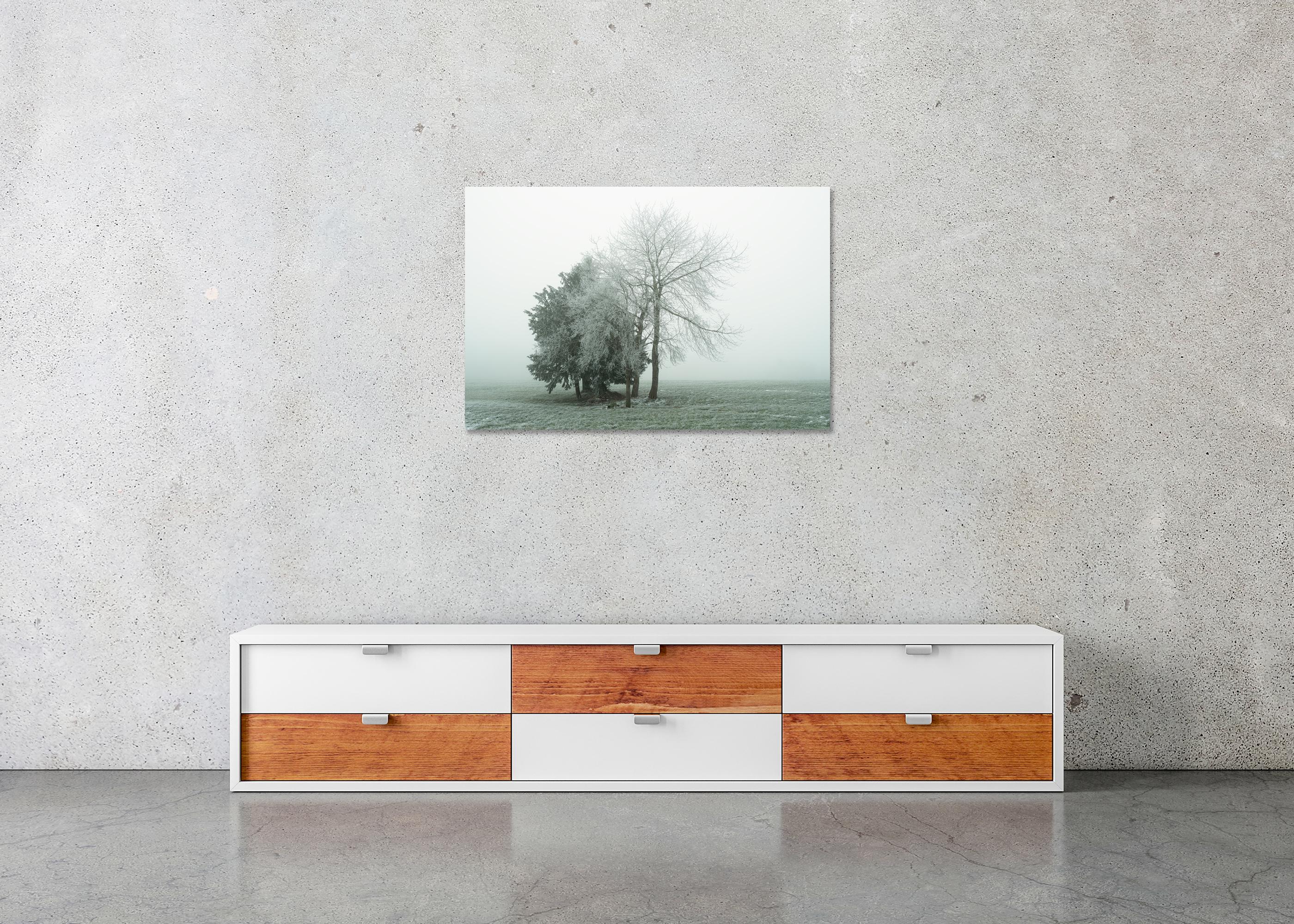 Groupe d'arbres avec givre blanc - photographie minimaliste de paysage hivernal en vente 4