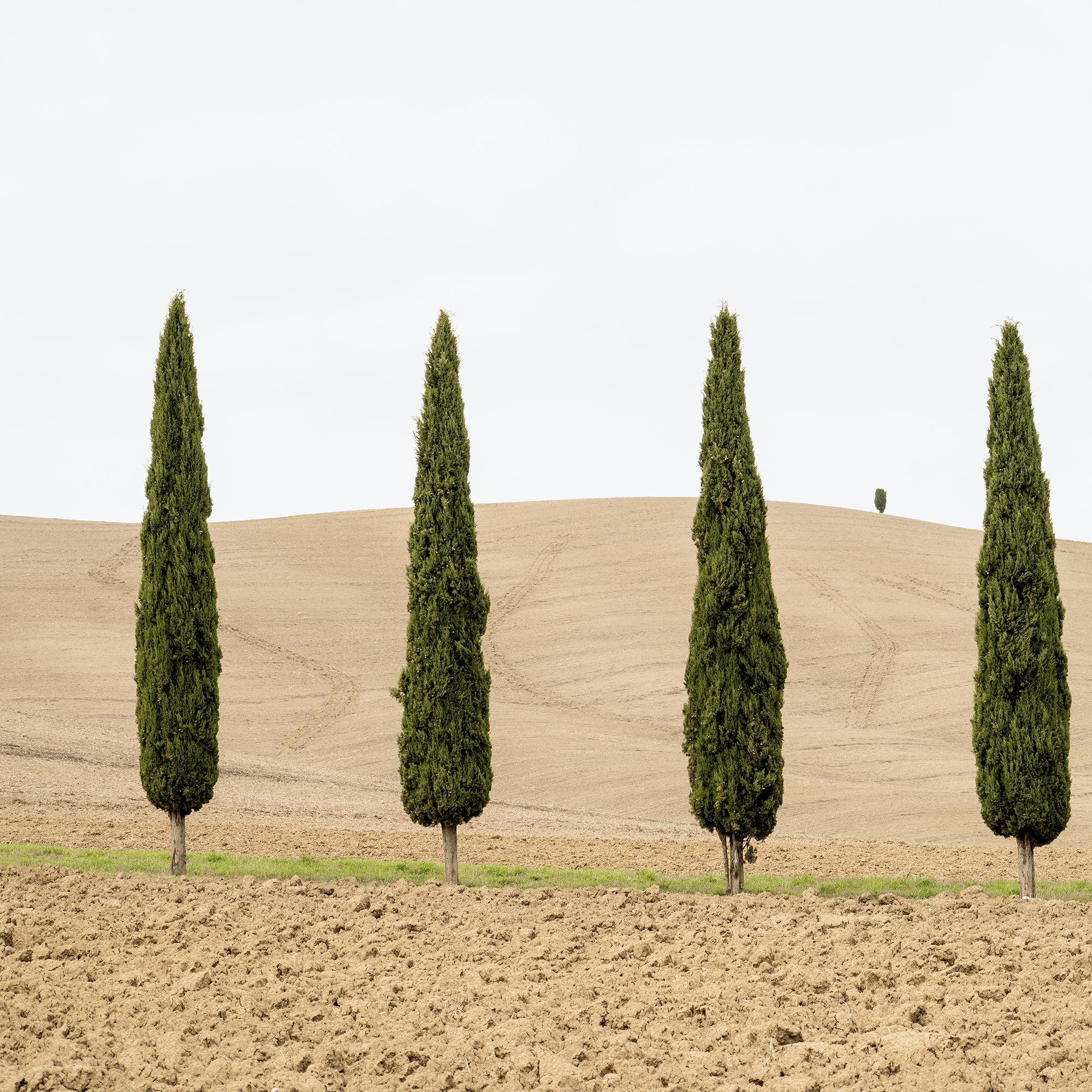 Champ de moisson avec cyprès photographie couleur édition limitée en vente 5