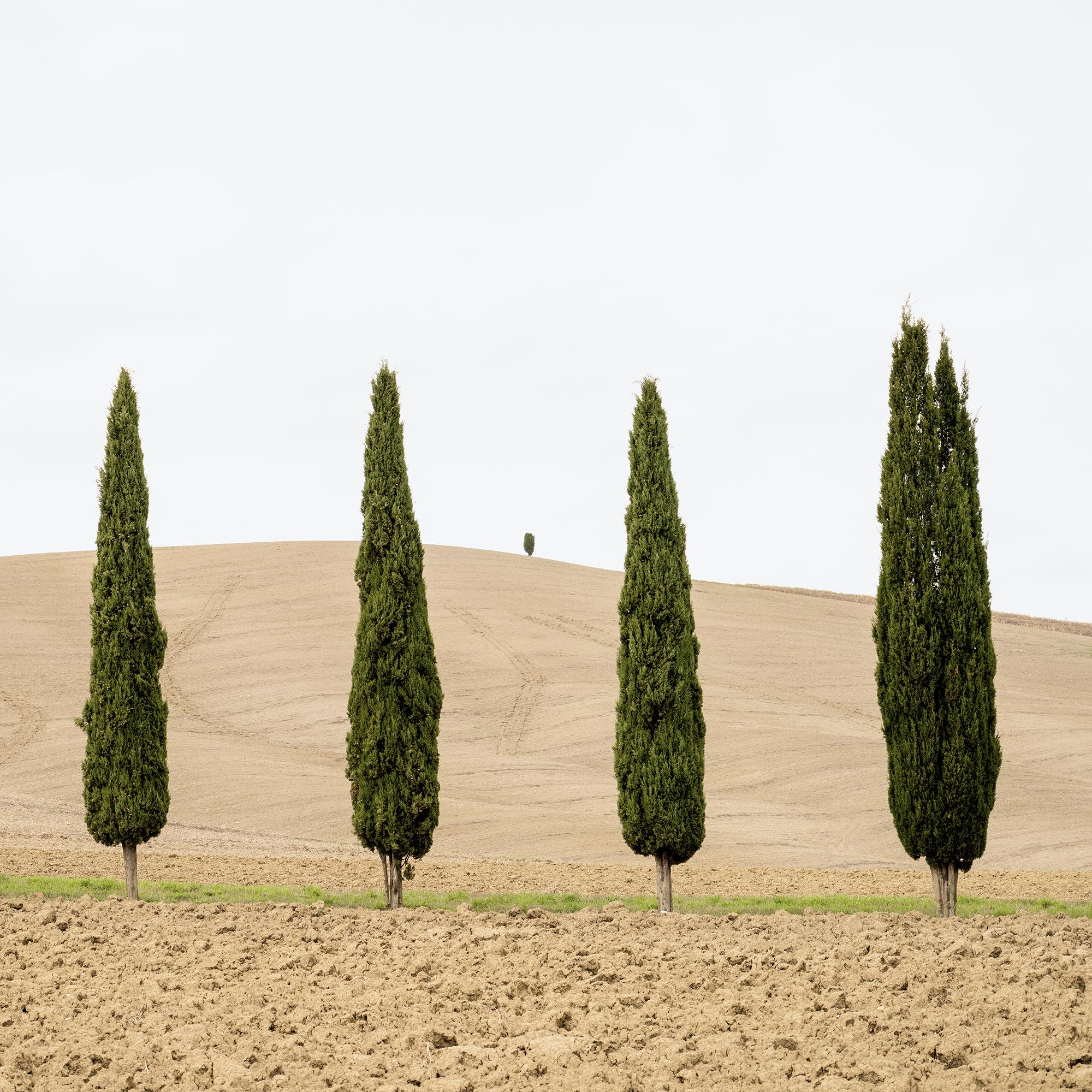 Champ de moisson avec cyprès photographie couleur édition limitée en vente 6