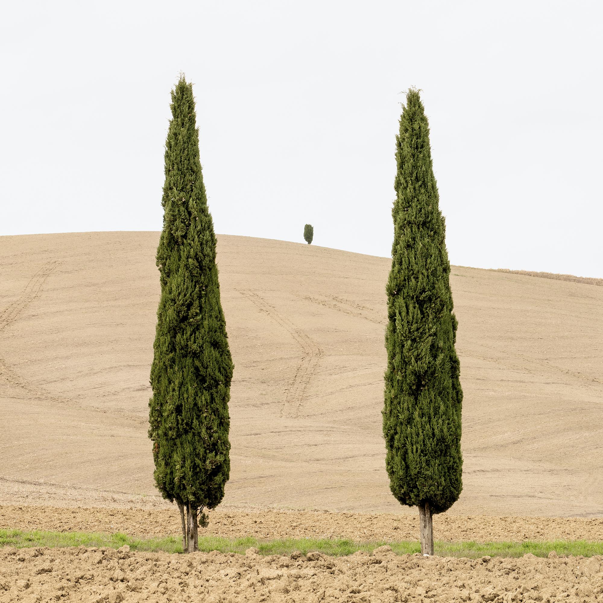 Champ de moisson avec cyprès photographie couleur édition limitée en vente 7