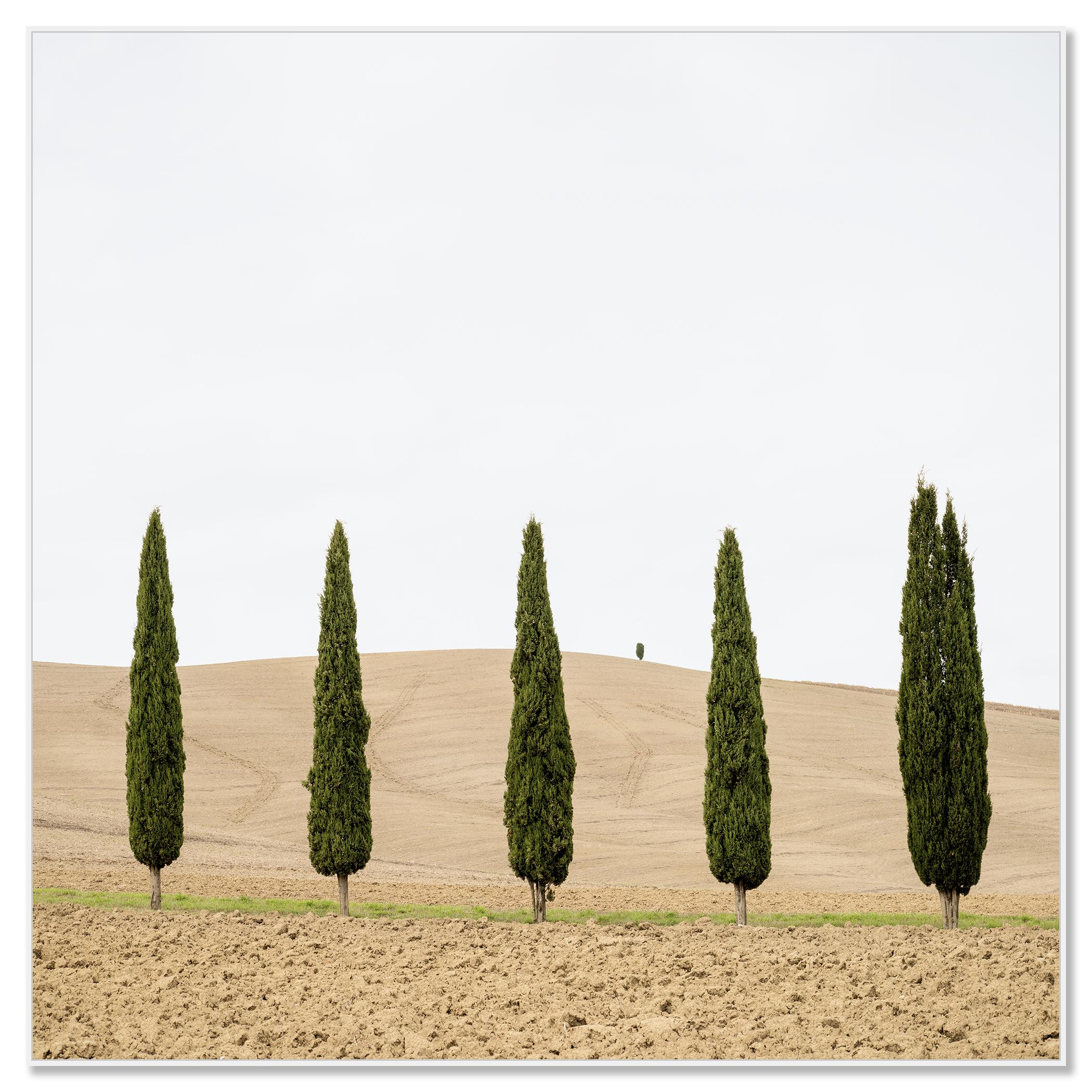 Champ de moisson avec cyprès photographie couleur édition limitée - Photograph de Gerald Berghammer