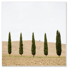 Campo de cosecha con cipreses fotografía en color edición limitada