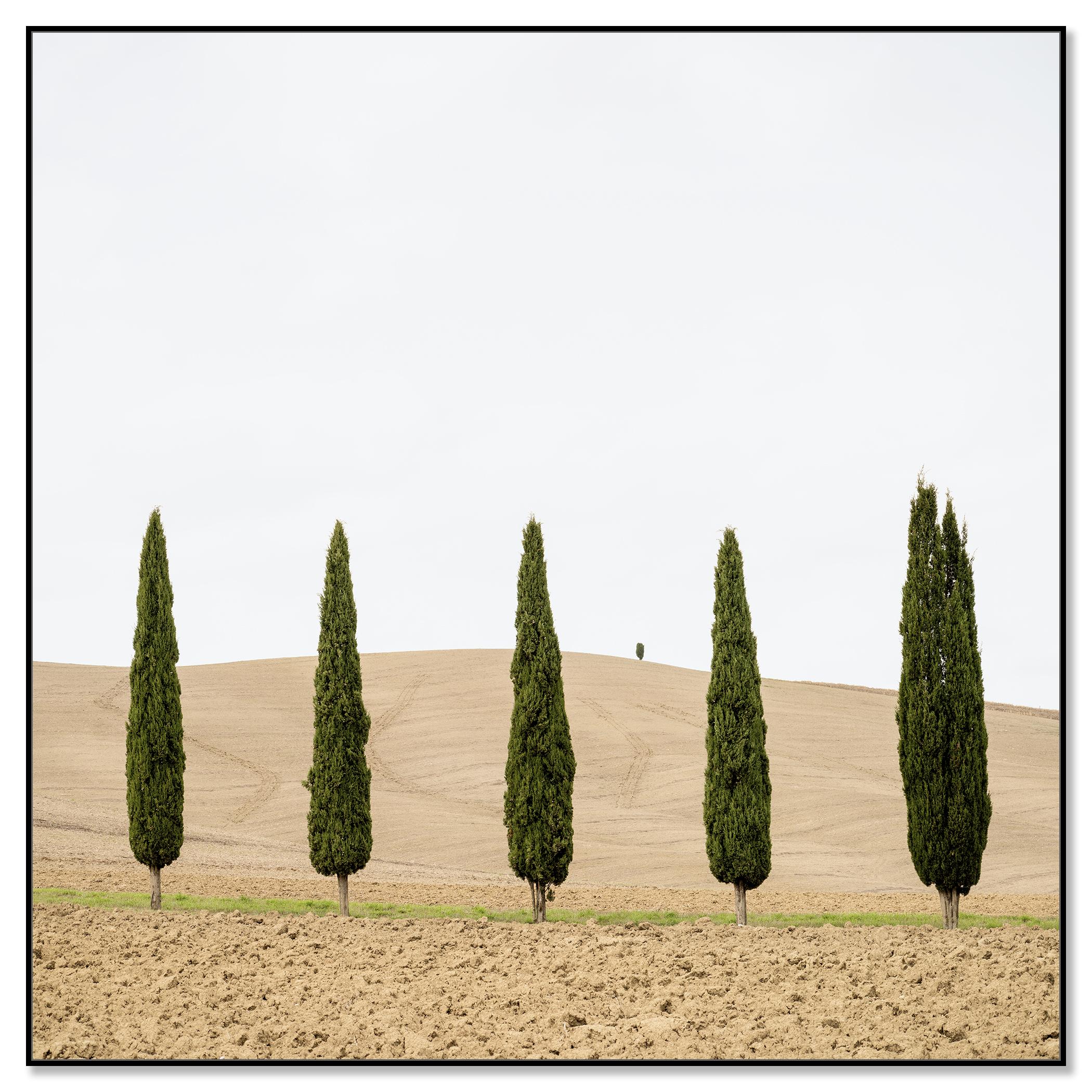Champ de moisson avec cyprès photographie couleur édition limitée - Contemporain Photograph par Gerald Berghammer