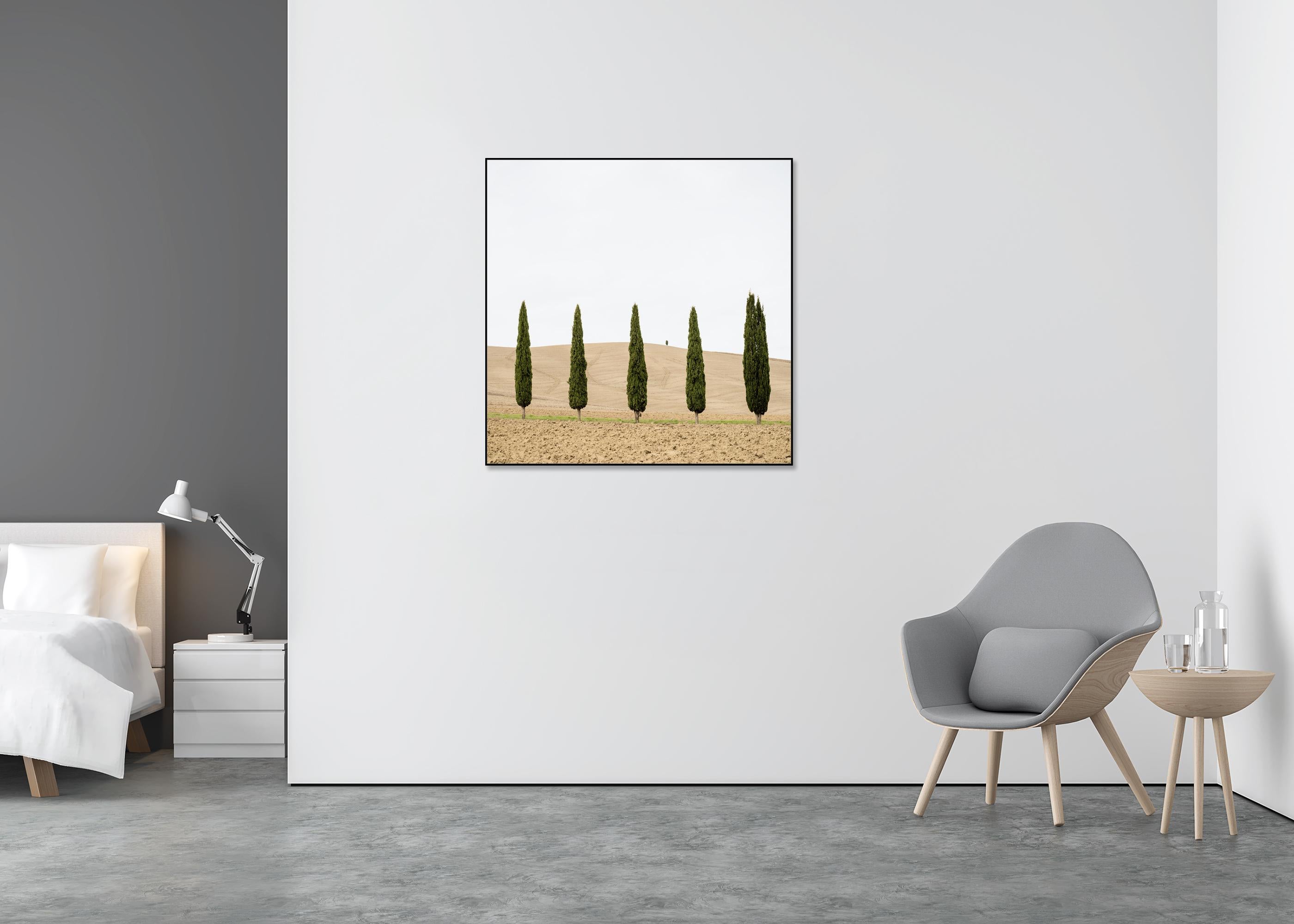 Champ de moisson avec cyprès photographie couleur édition limitée - Blanc Landscape Photograph par Gerald Berghammer