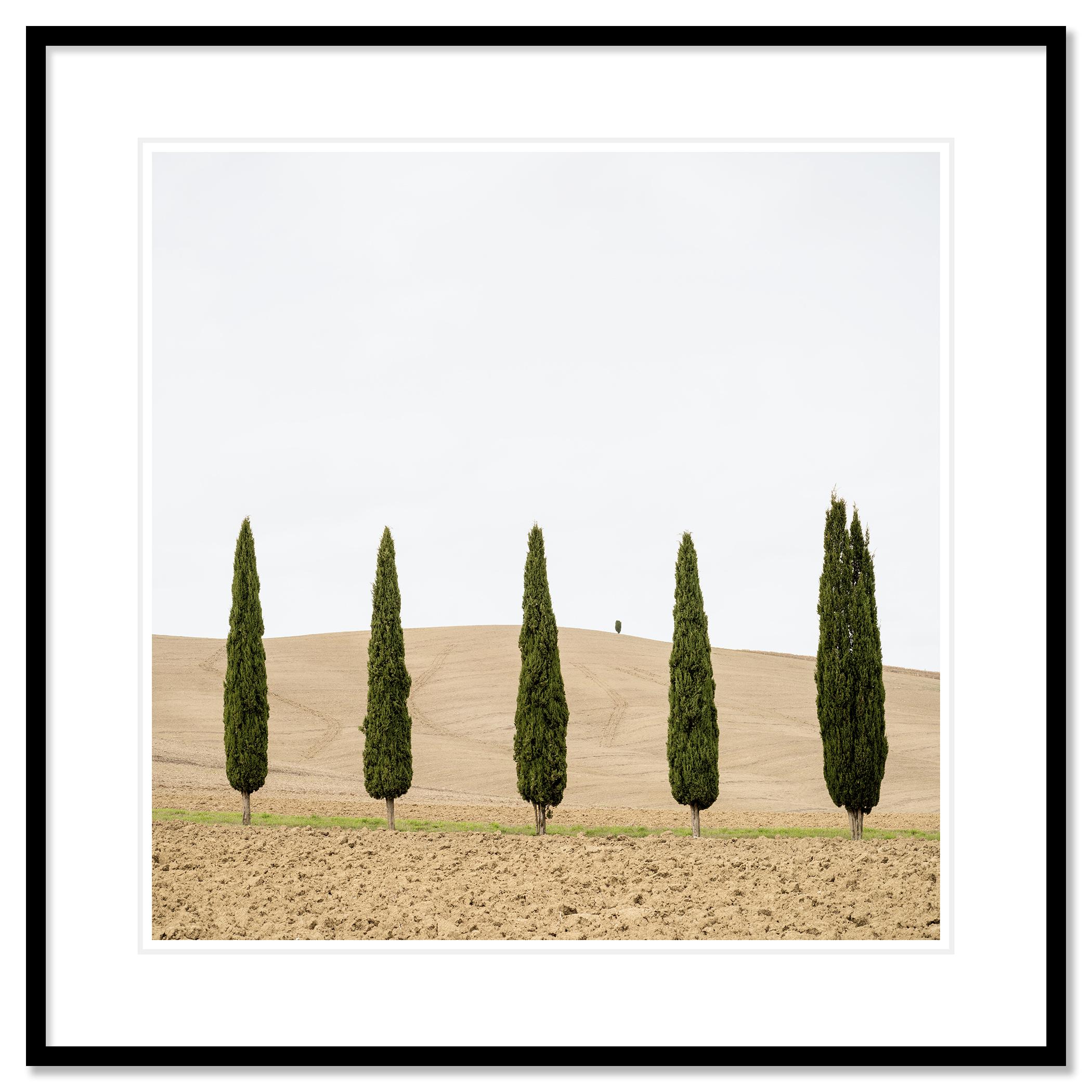 Champ de moisson avec cyprès photographie couleur édition limitée en vente 1