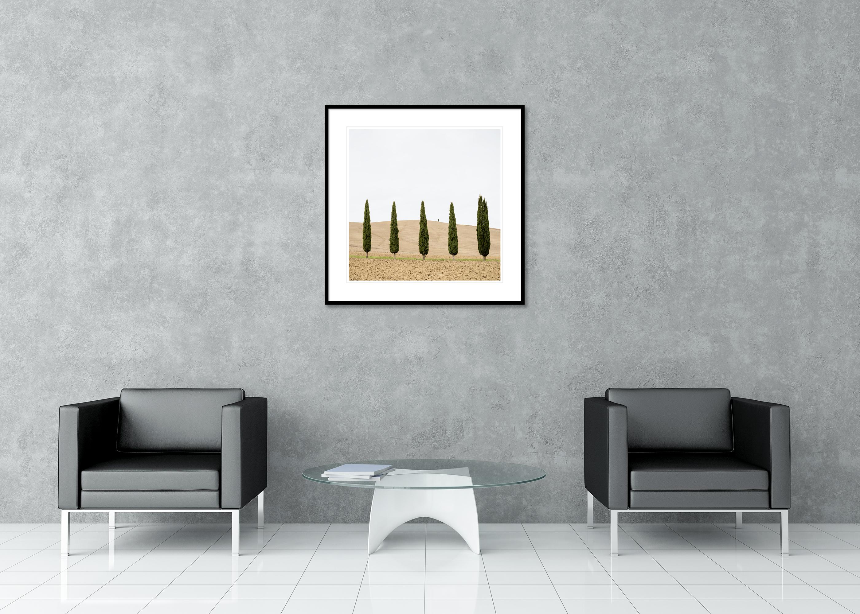 Champ de moisson avec cyprès photographie couleur édition limitée en vente 2