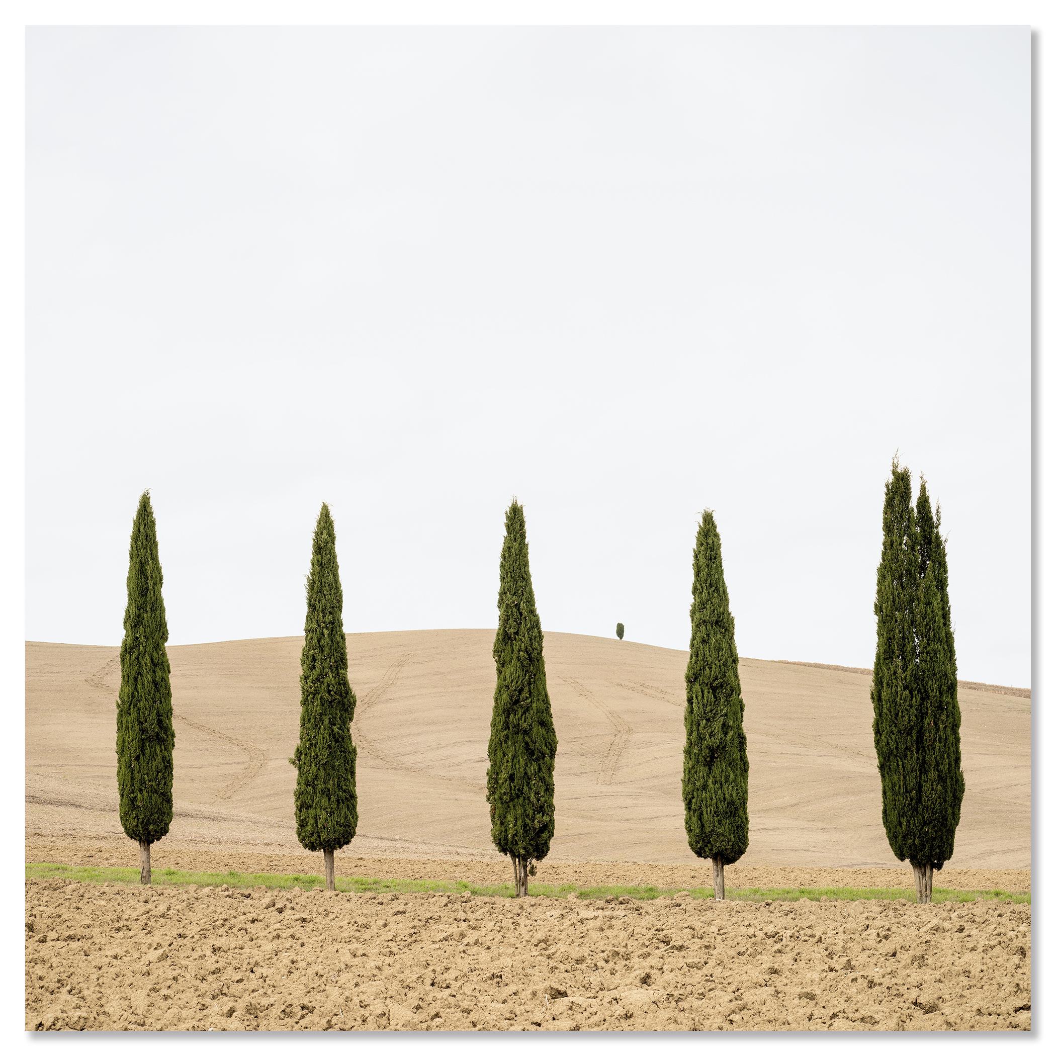 Champ de moisson avec cyprès photographie couleur édition limitée en vente 3