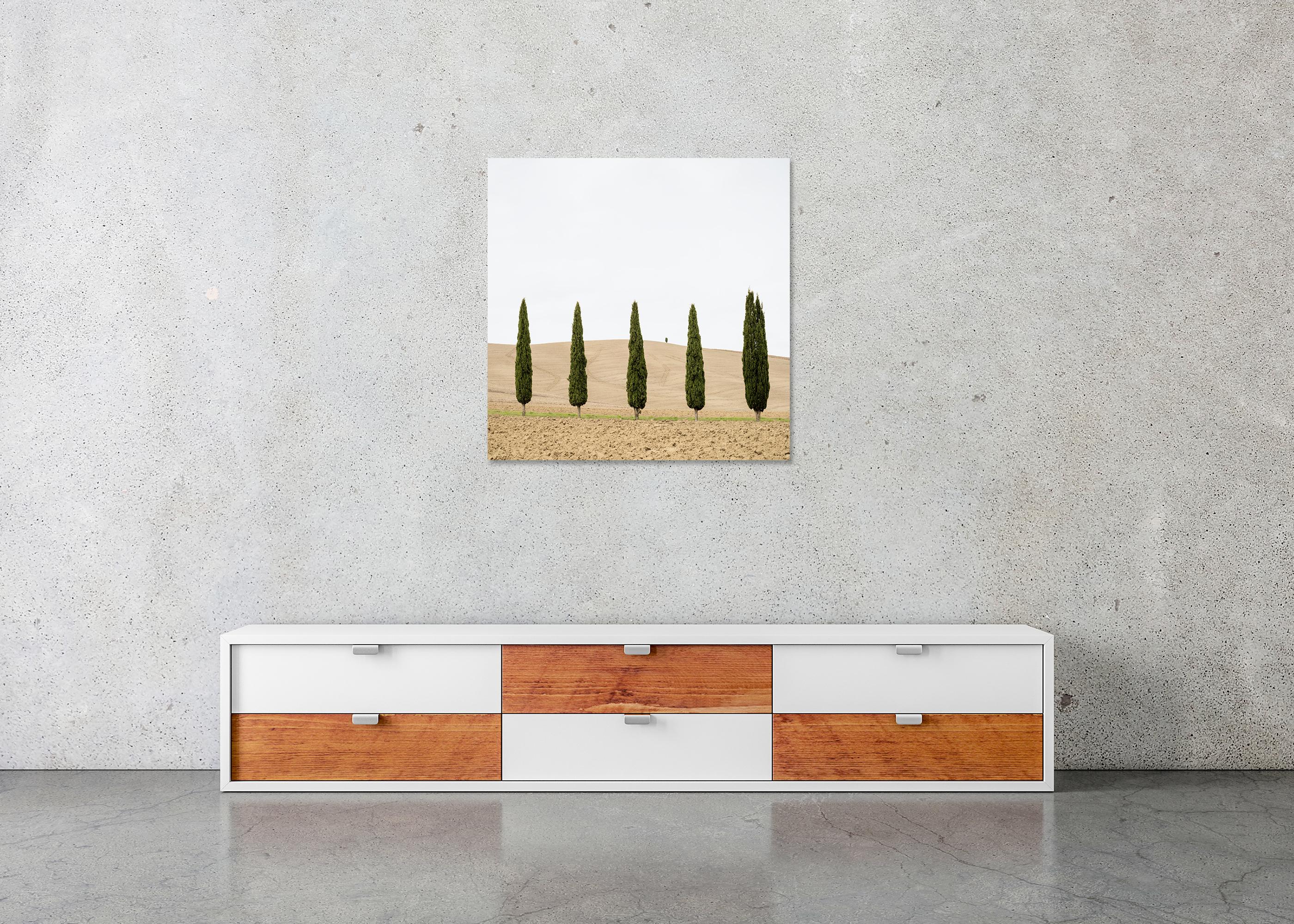 Champ de moisson avec cyprès photographie couleur édition limitée en vente 4