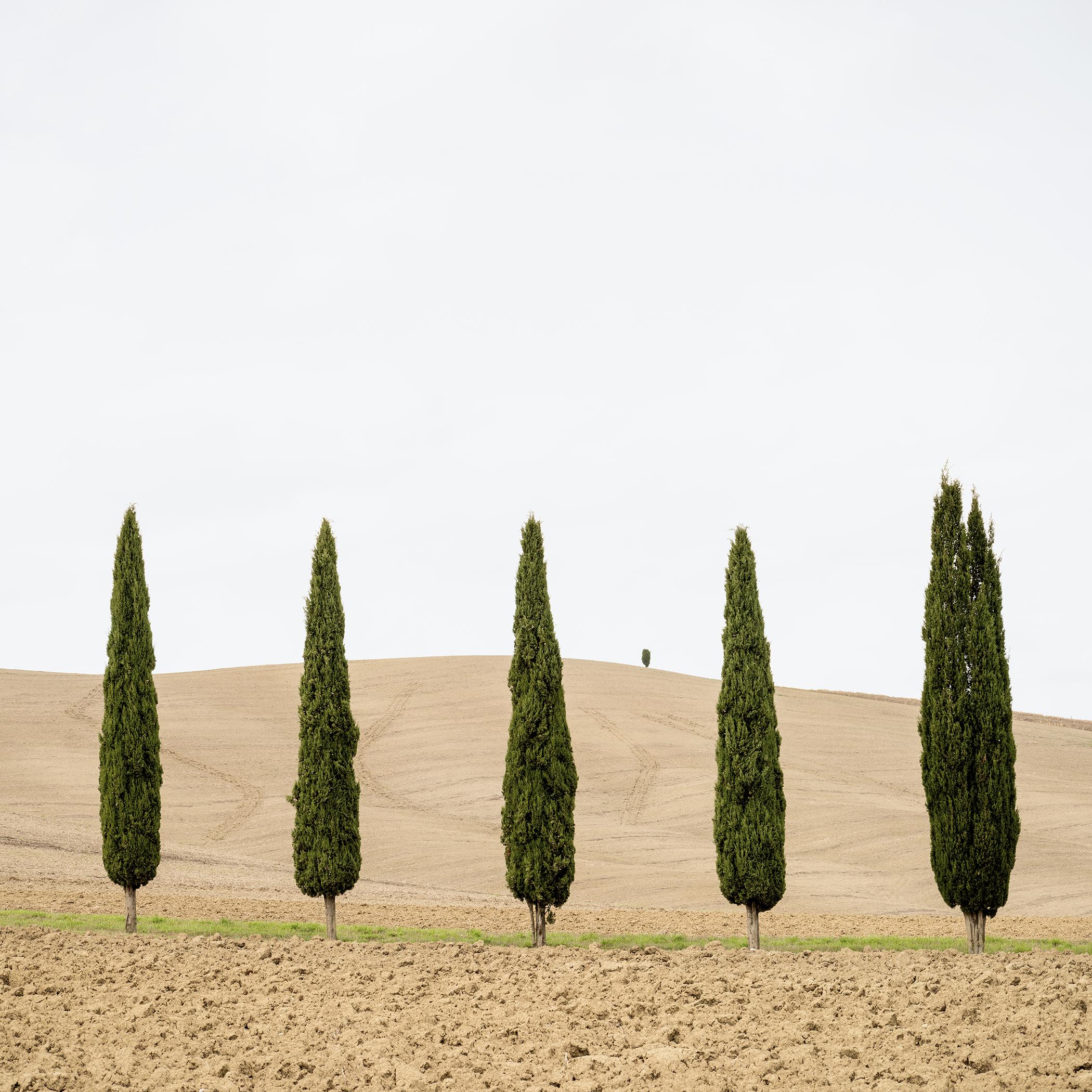 Harvest Field with Cypresses color photograph limited edition