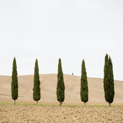 Harvest Field with Cypresses color photograph limited edition