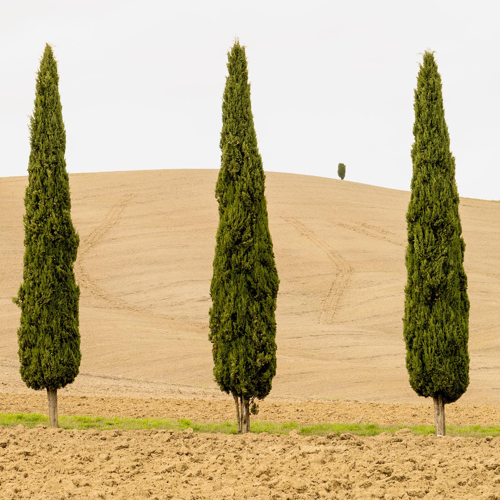 Harvest Field mit Zypressen, Farbfotografie, Landschaftsdruck in limitierter Auflage im Angebot 5