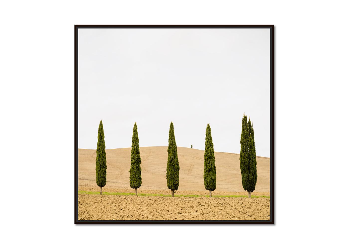 Harvest Field mit Zypressen, Farbfotografie, Landschaftsdruck in limitierter Auflage – Photograph von Gerald Berghammer