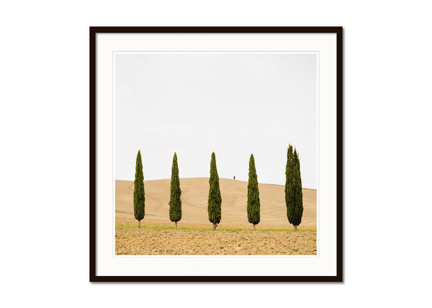 Harvest Field mit Zypressen, Farbfotografie, Landschaftsdruck in limitierter Auflage (Weiß), Landscape Photograph, von Gerald Berghammer
