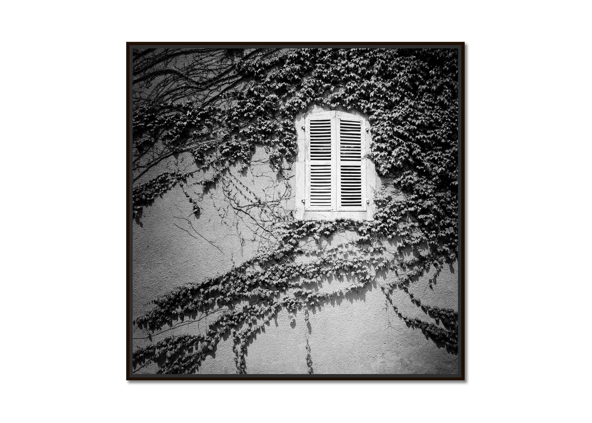 Hedera Helix, France, minimalist, black and white fine art landscape photography - Photograph by Gerald Berghammer