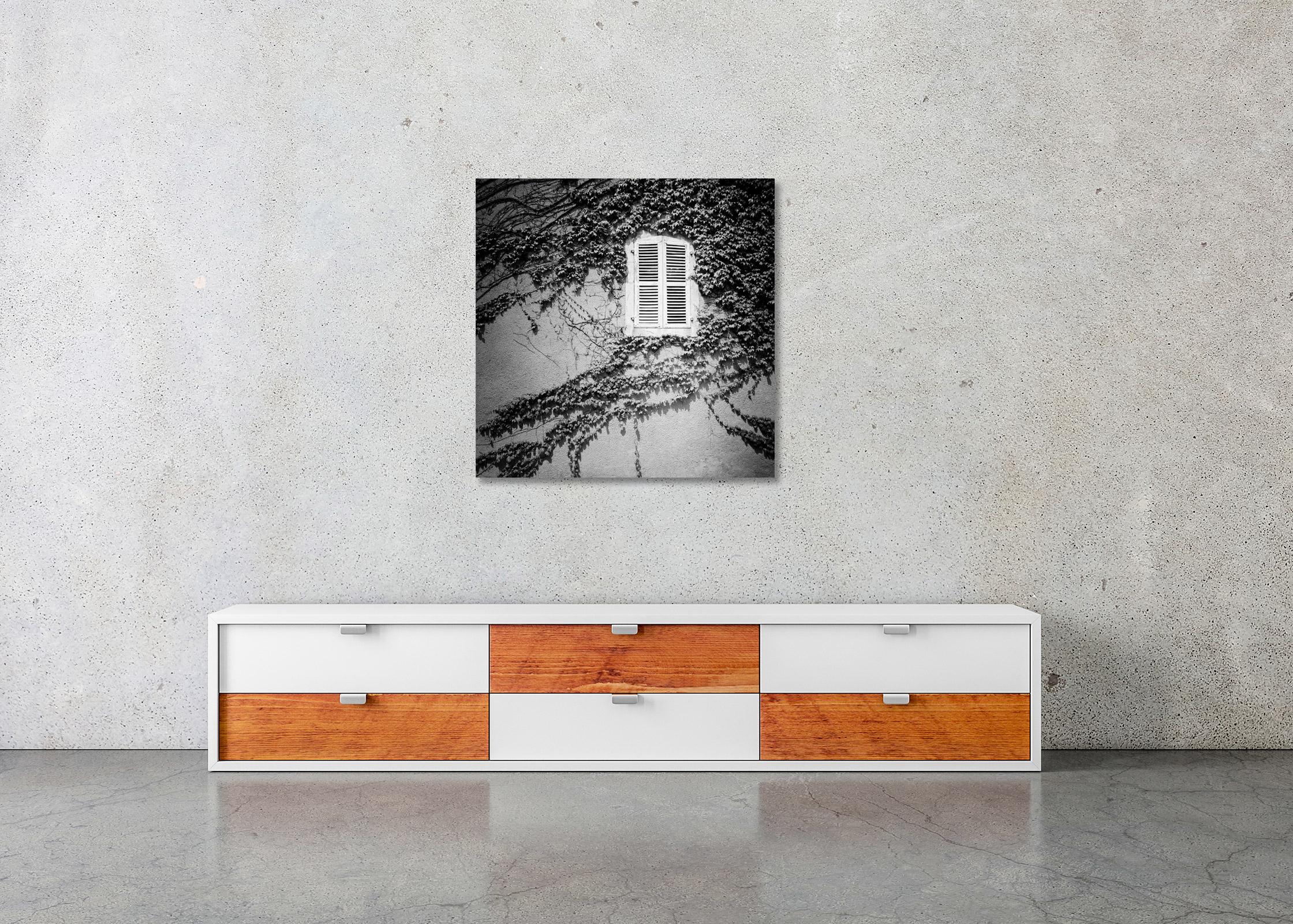 Hedera Helix, France, minimalist, black and white fine art landscape photography For Sale 1