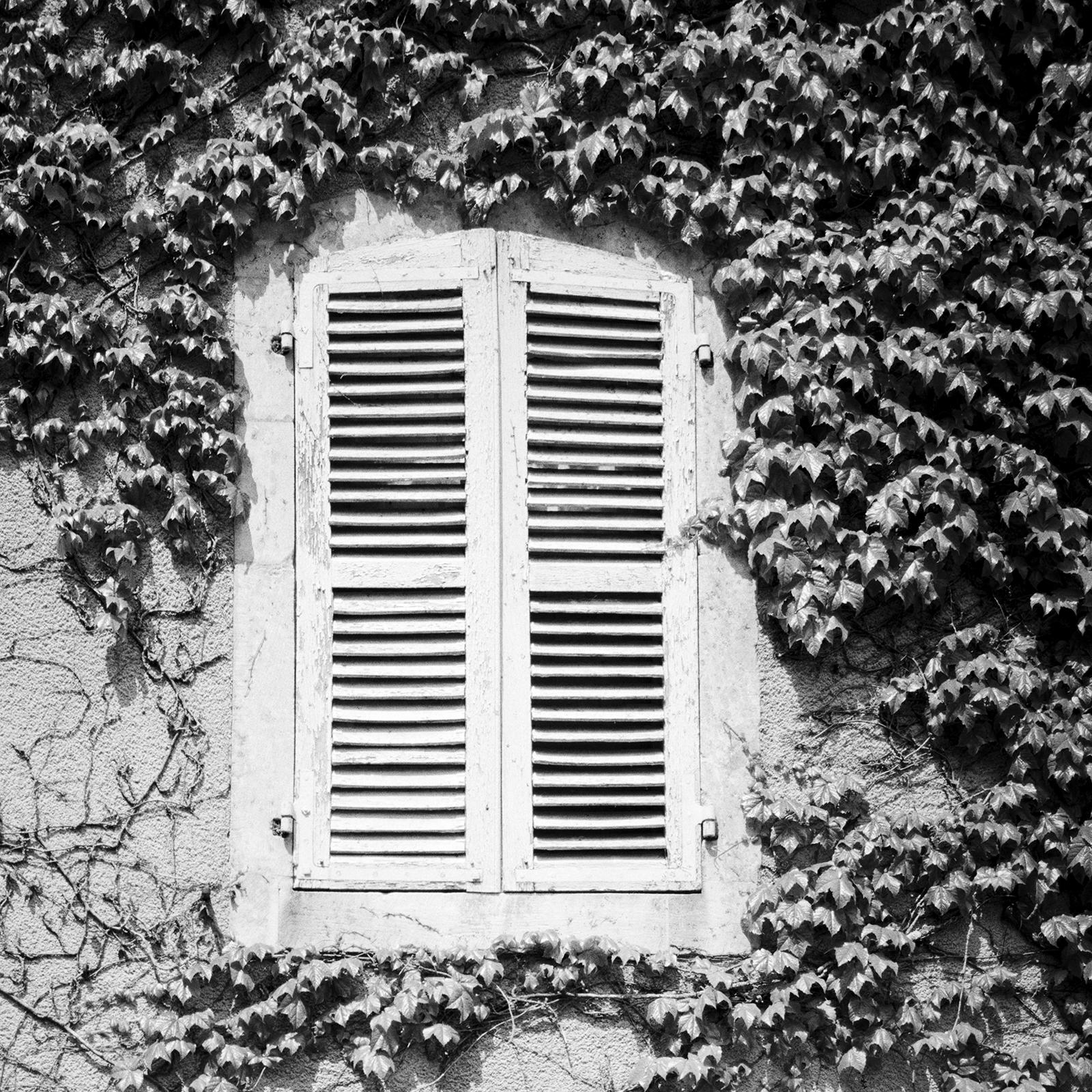 Hedera Helix, Frankreich, minimalistische, schwarz-weiße Kunst-Landschaftsfotografie im Angebot 3