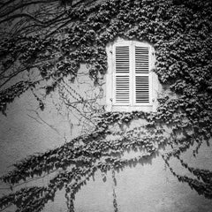 Hedera Helix, France, photographie de paysage minimaliste en noir et blanc