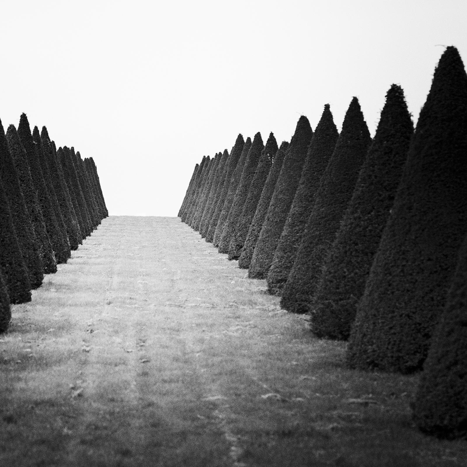 Hedges, Palace of Versailles, Paris, black and white photography, landscape For Sale 4