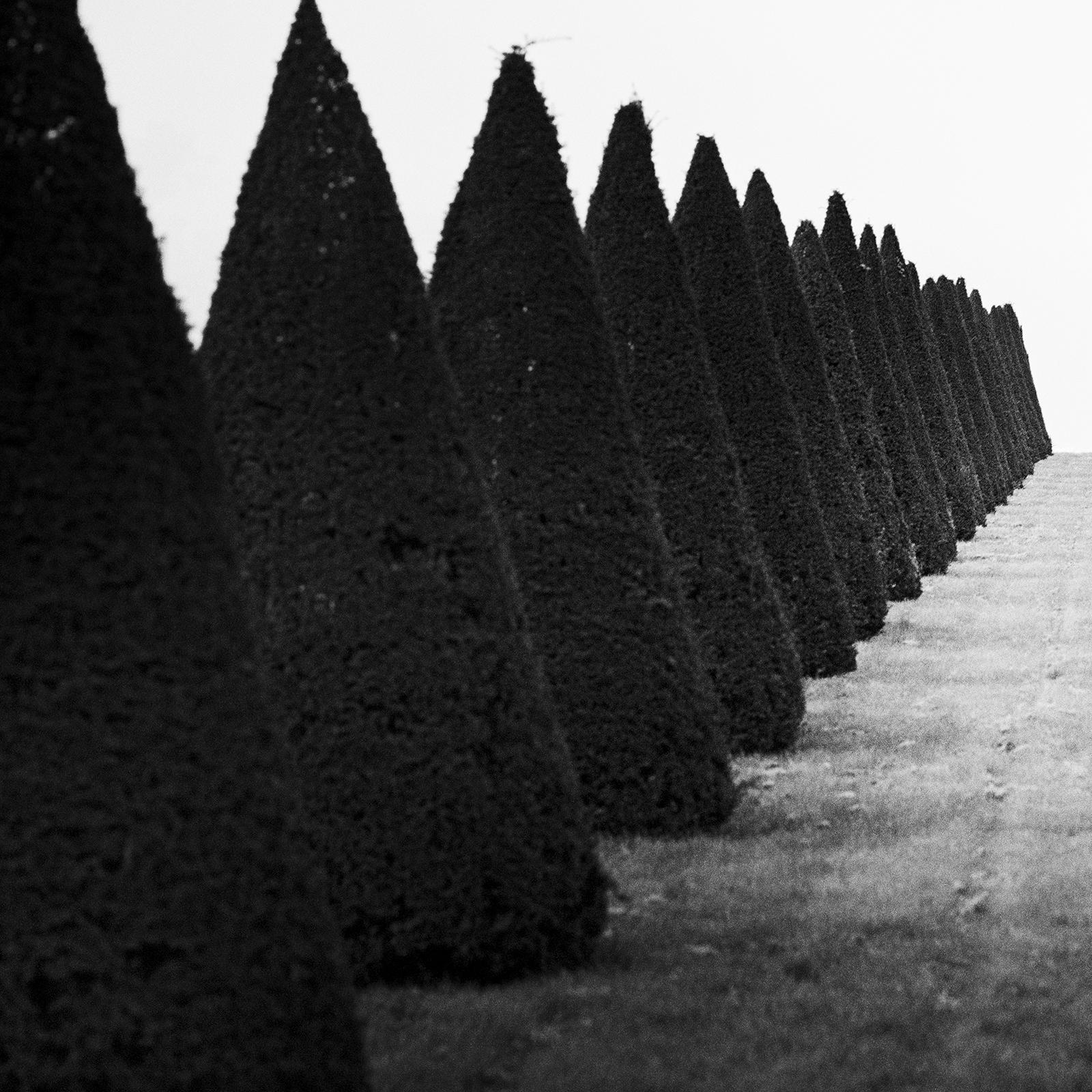 Hedges, Palace of Versailles, Paris, black and white photography, landscape For Sale 3