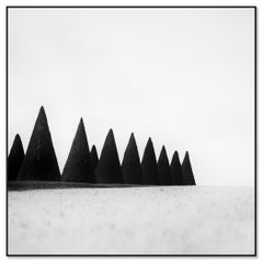 Hedges Paris Versailles France, black and white photograph minimalist landscape