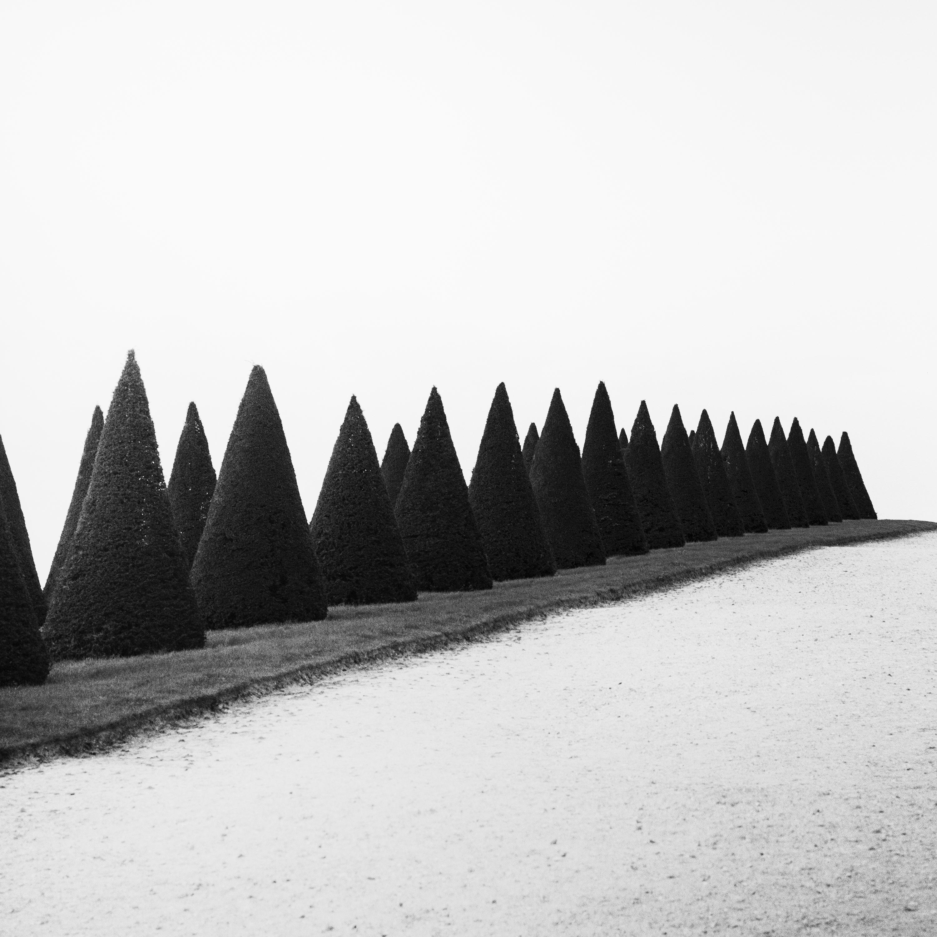 Hedges, Versailles, Paris, France, black and white fineart landscape photography For Sale 3
