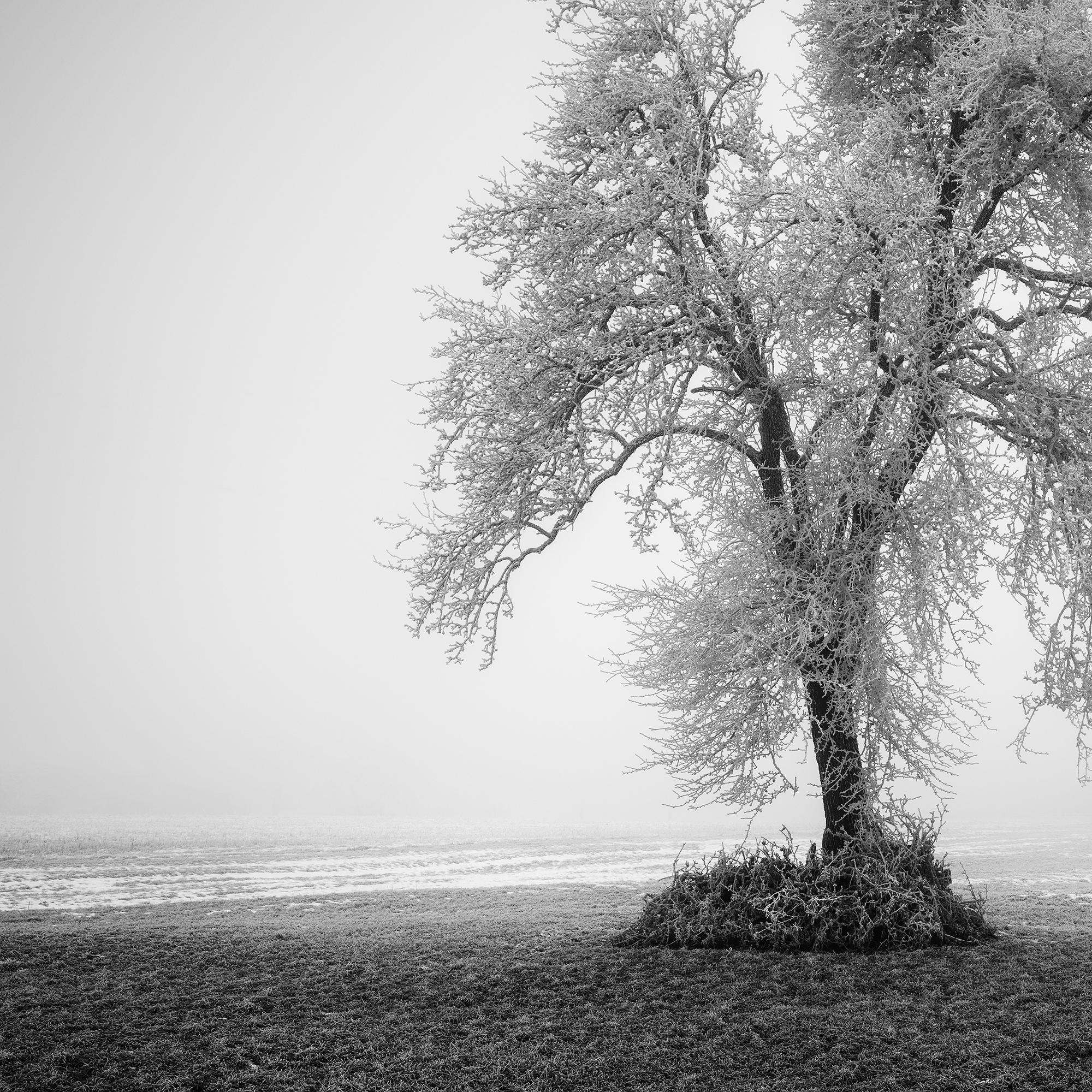 Hoarfrosted Lonely Tree Frozen Field - black and white large scale landscape For Sale 5