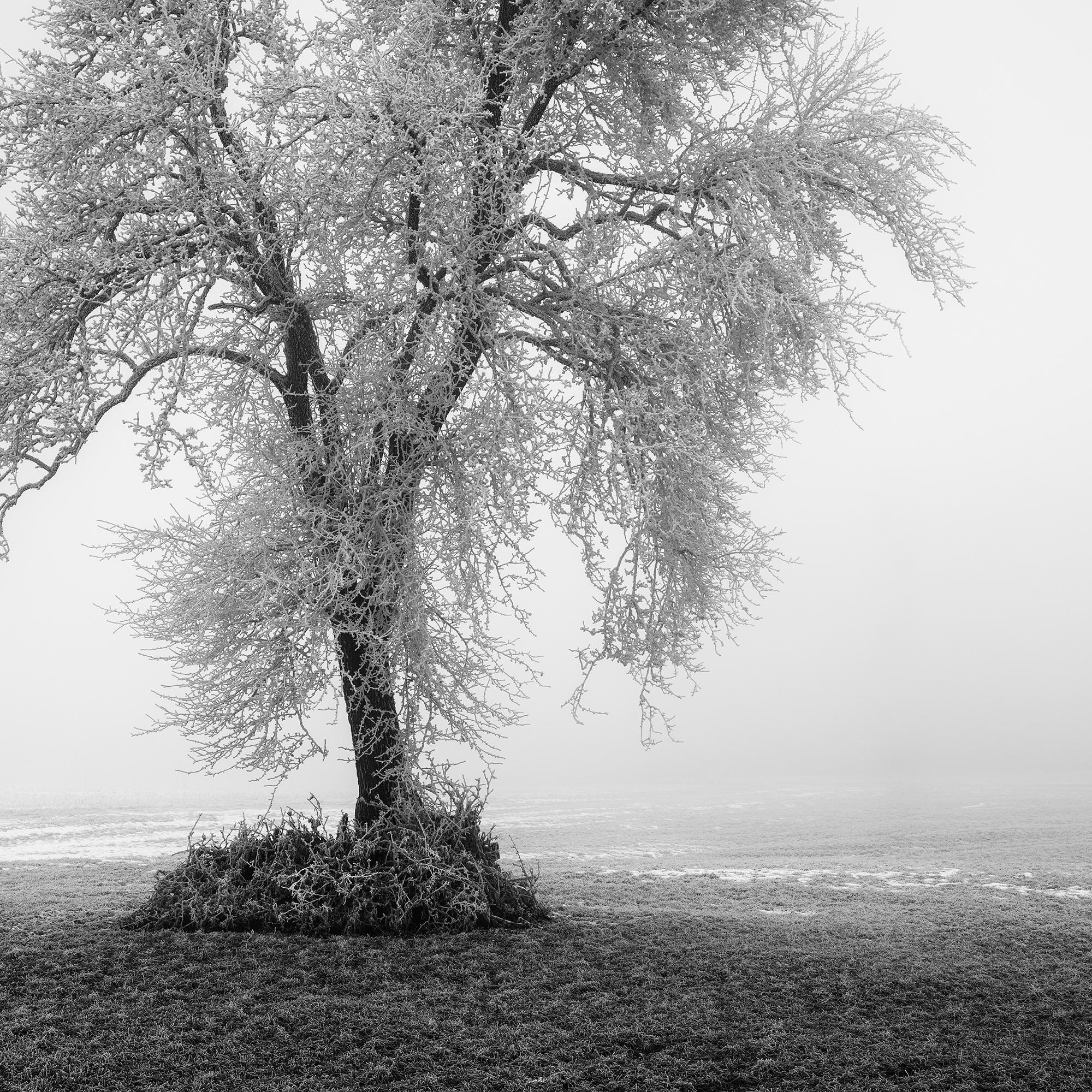 Hoarfrosted Lonely Tree Frozen Field - black and white large scale landscape For Sale 6