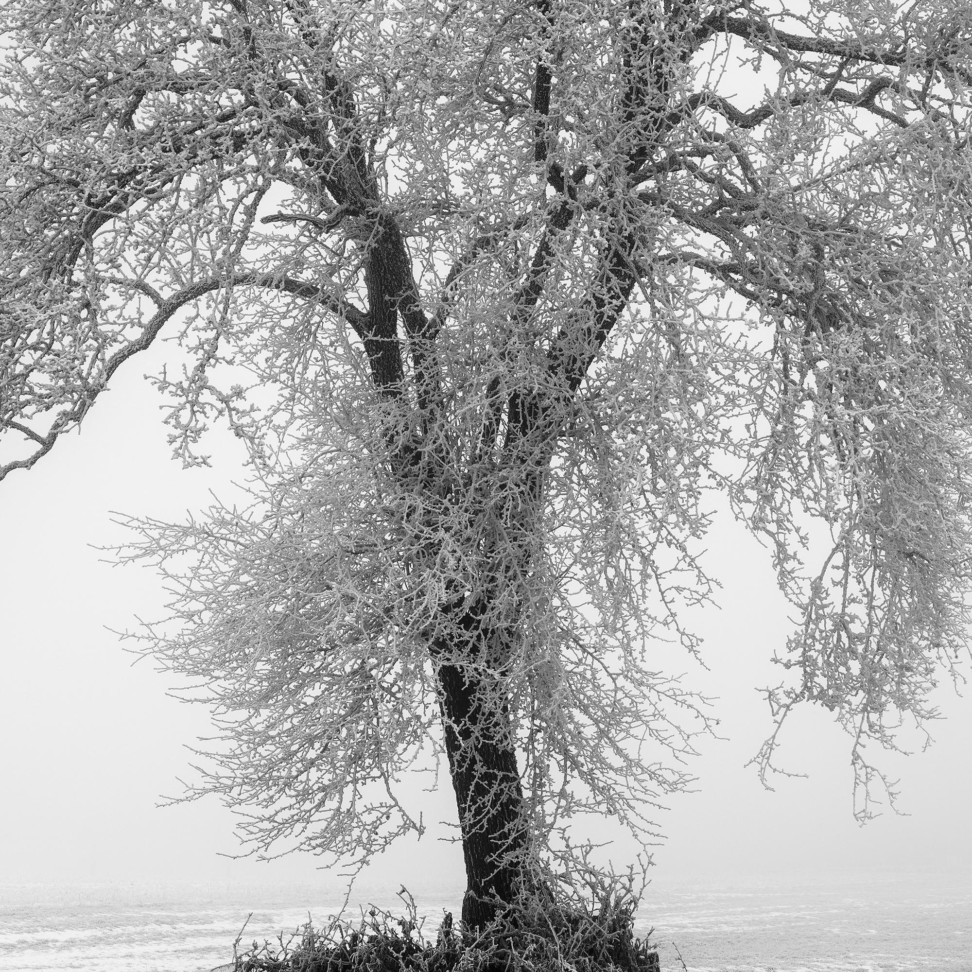 Hoarfrosted Lonely Tree Frozen Field - black and white large scale landscape For Sale 7