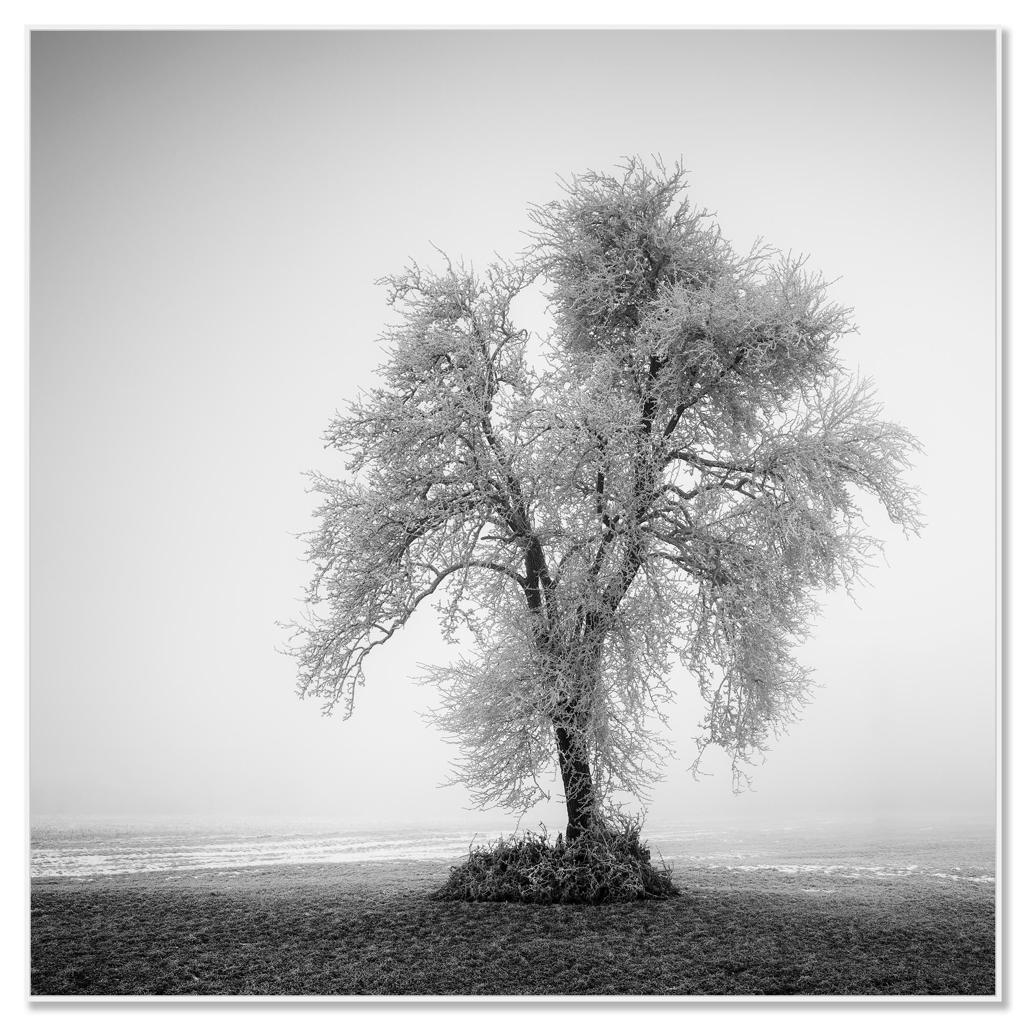 Hoarfrosted Lonely Tree Frozen Field - black and white large scale landscape - Photograph by Gerald Berghammer