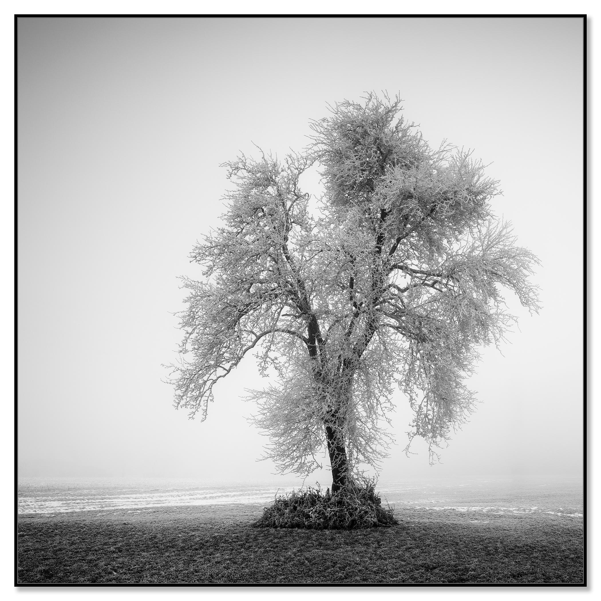 Hoarfrosted Lonely Tree Frozen Field - black and white large scale landscape - Contemporary Photograph by Gerald Berghammer