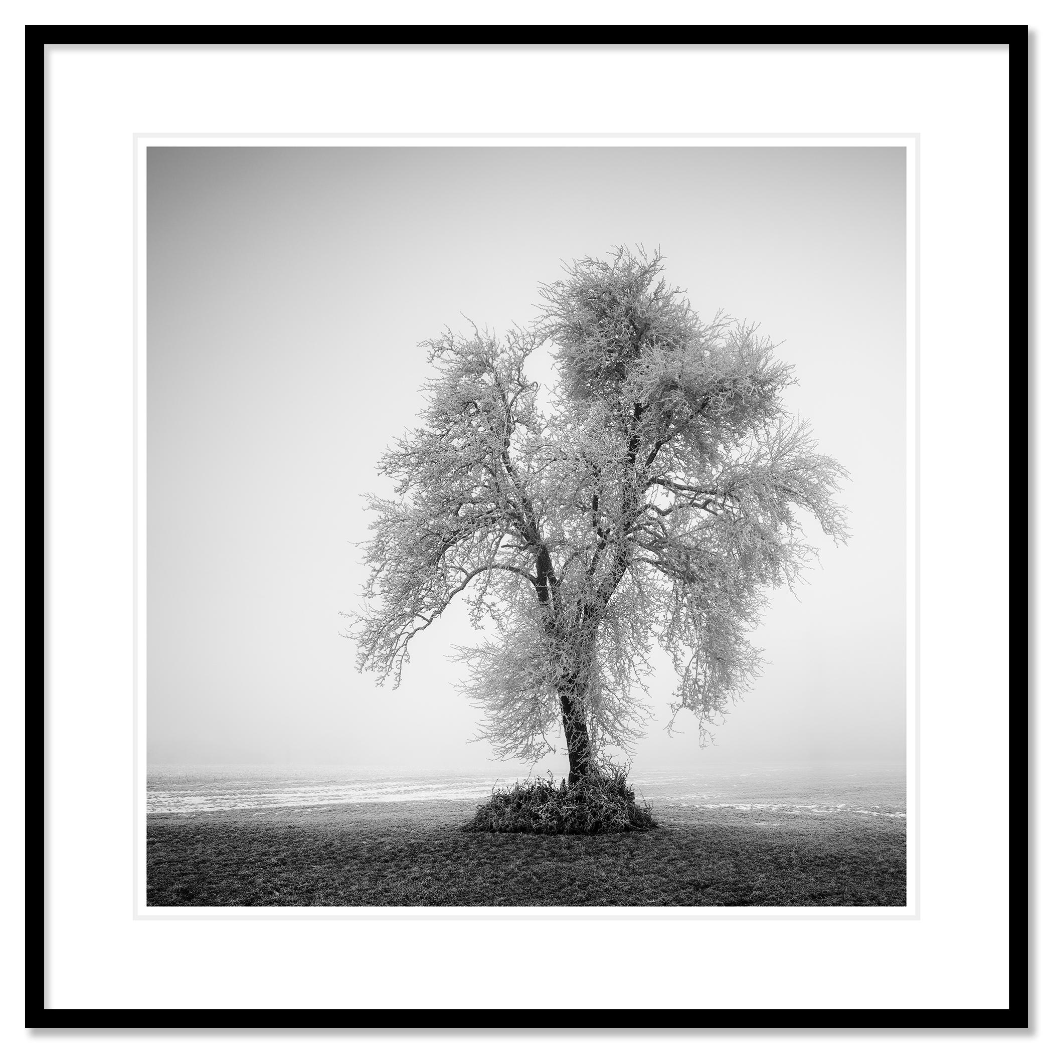 Hoarfrosted Lonely Tree Frozen Field - black and white large scale landscape For Sale 1