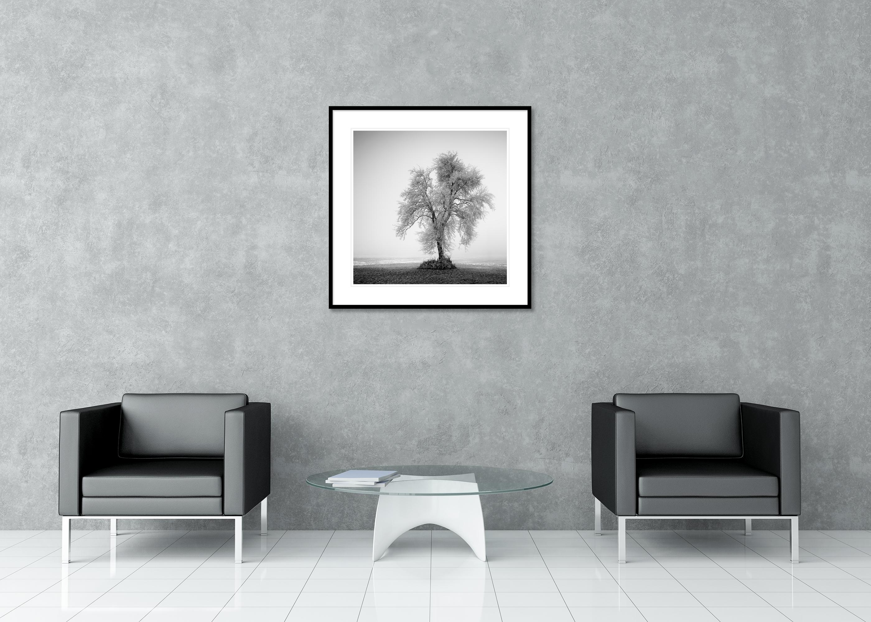 Hoarfrosted Lonely Tree Frozen Field - black and white large scale landscape For Sale 2
