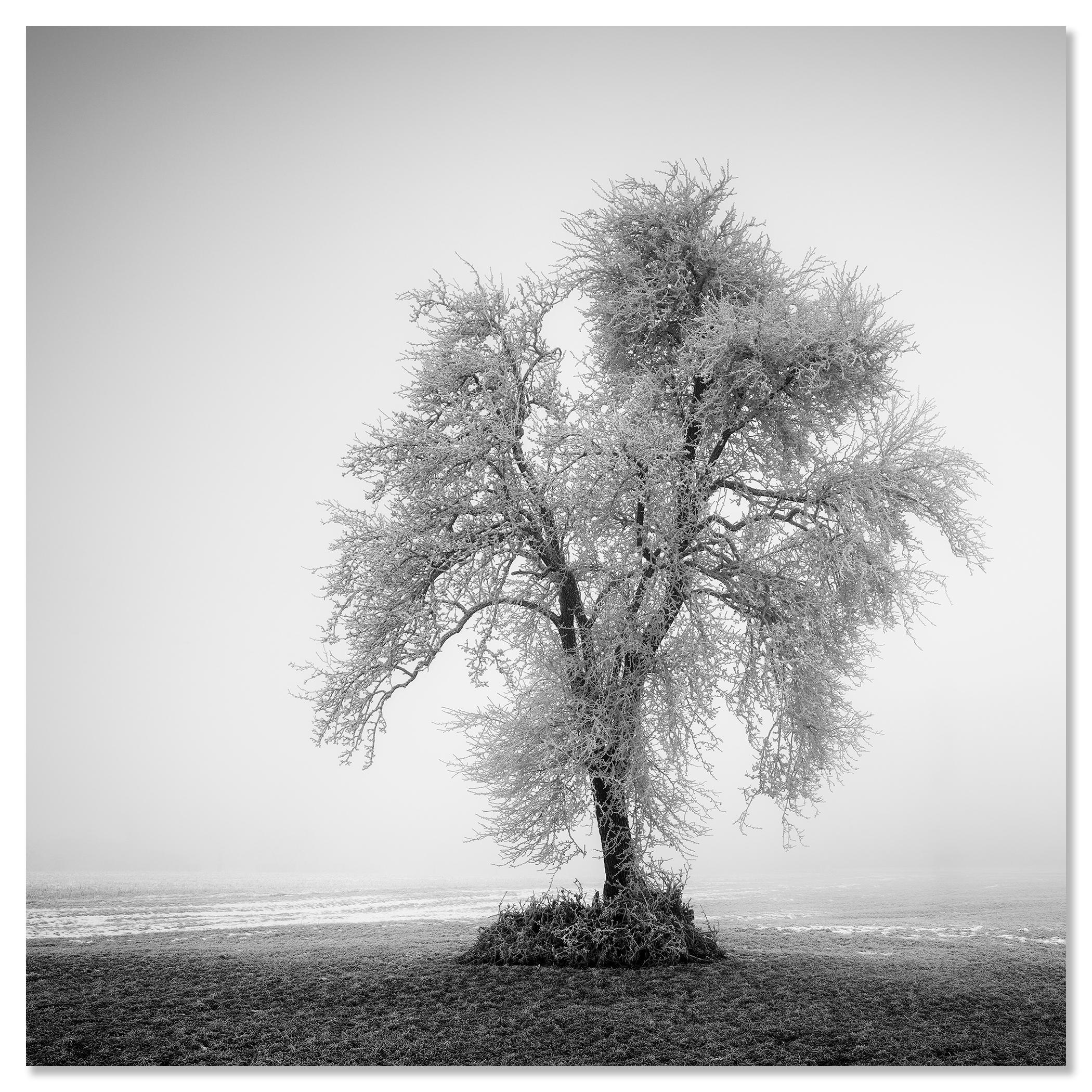 Hoarfrosted Lonely Tree Frozen Field - black and white large scale landscape For Sale 3