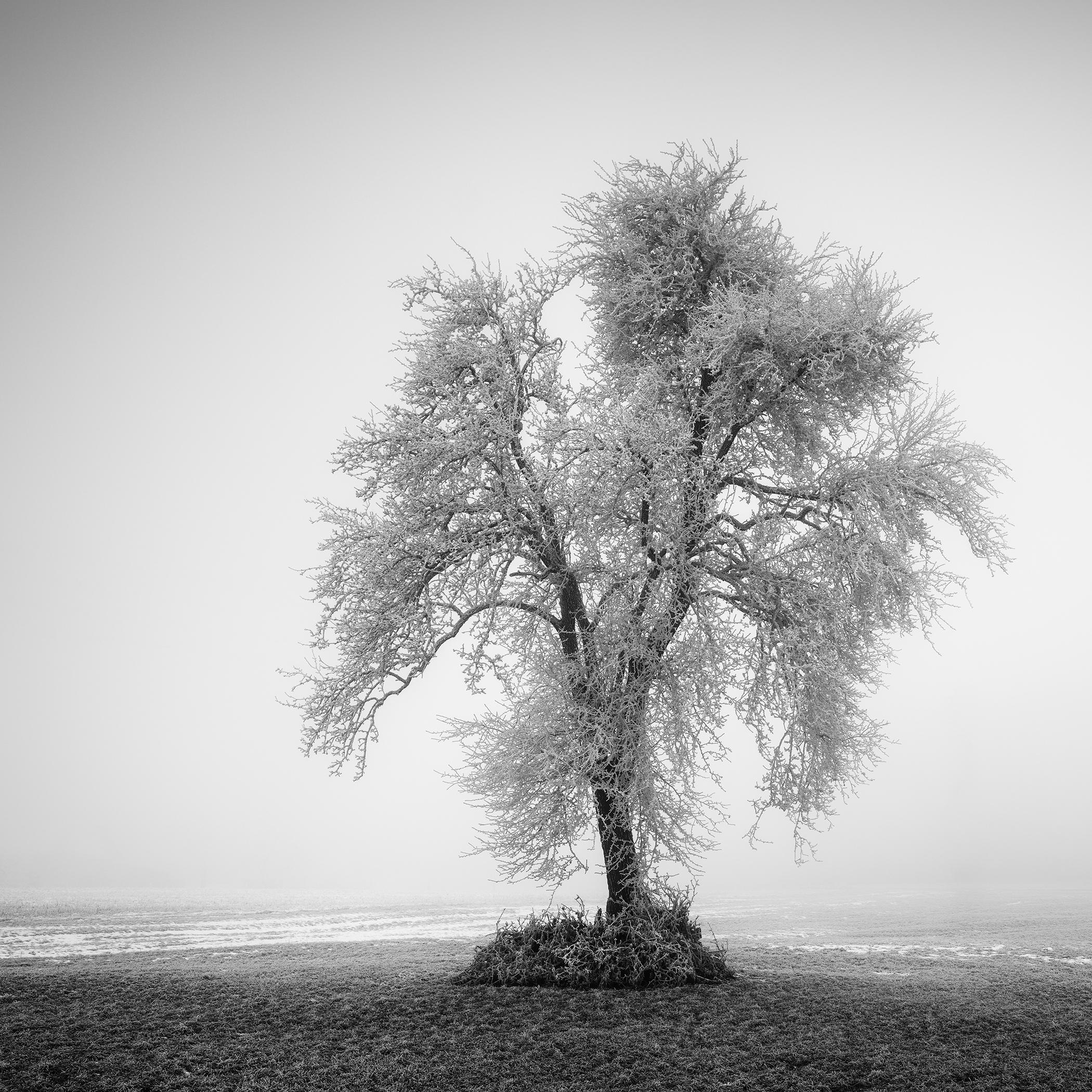 Gerald Berghammer Black and White Photograph - Hoarfrosted Lonely Tree Frozen Field - black and white large scale landscape