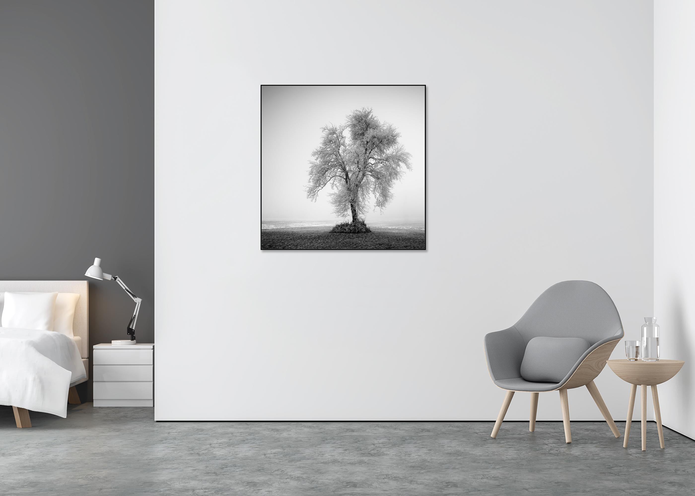Hoarfrosted Lonely Tree Frozen Field - Gray Black and White Photograph by Gerald Berghammer