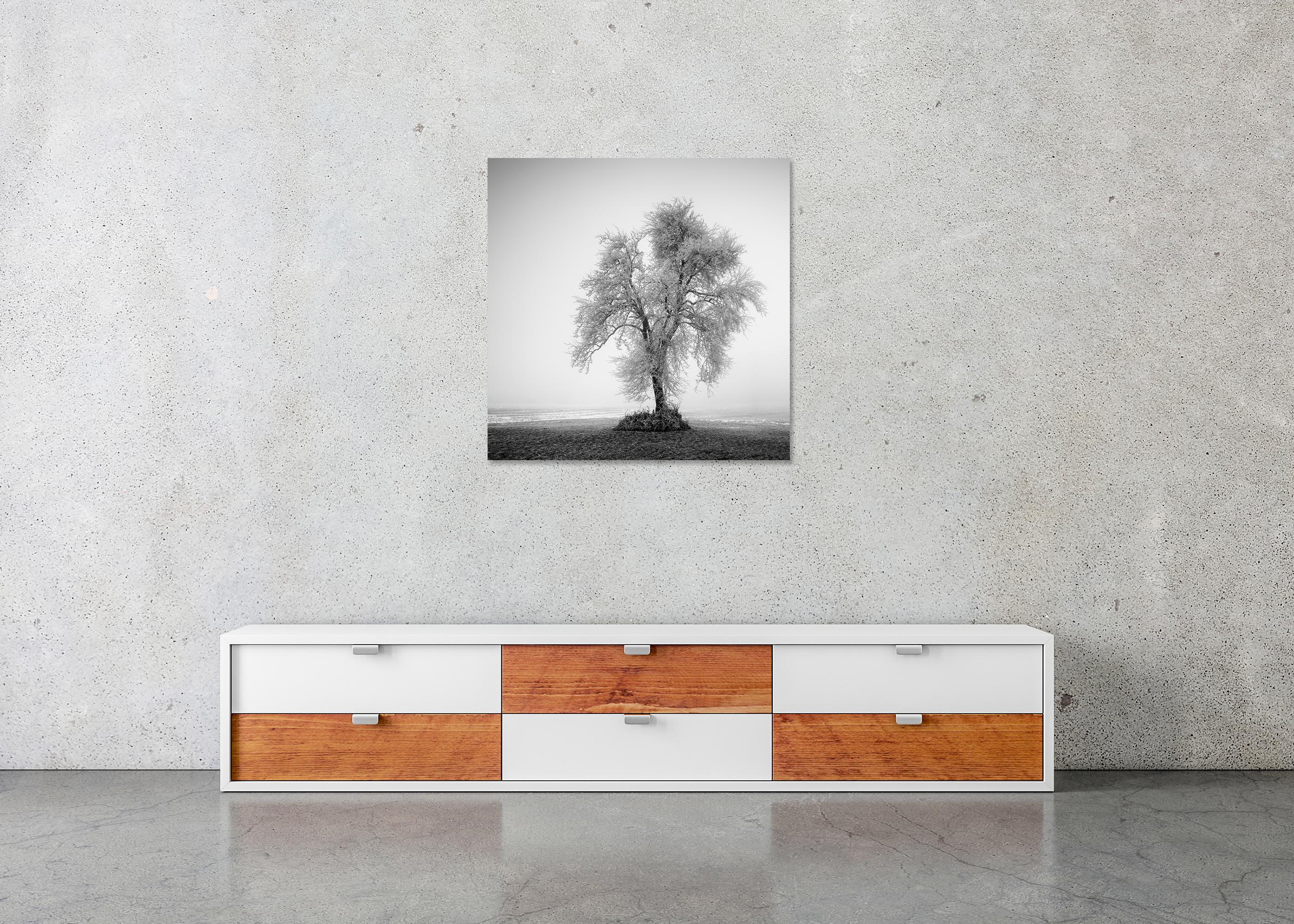 Hoarfrosted Lonely Tree Frozen Field For Sale 4