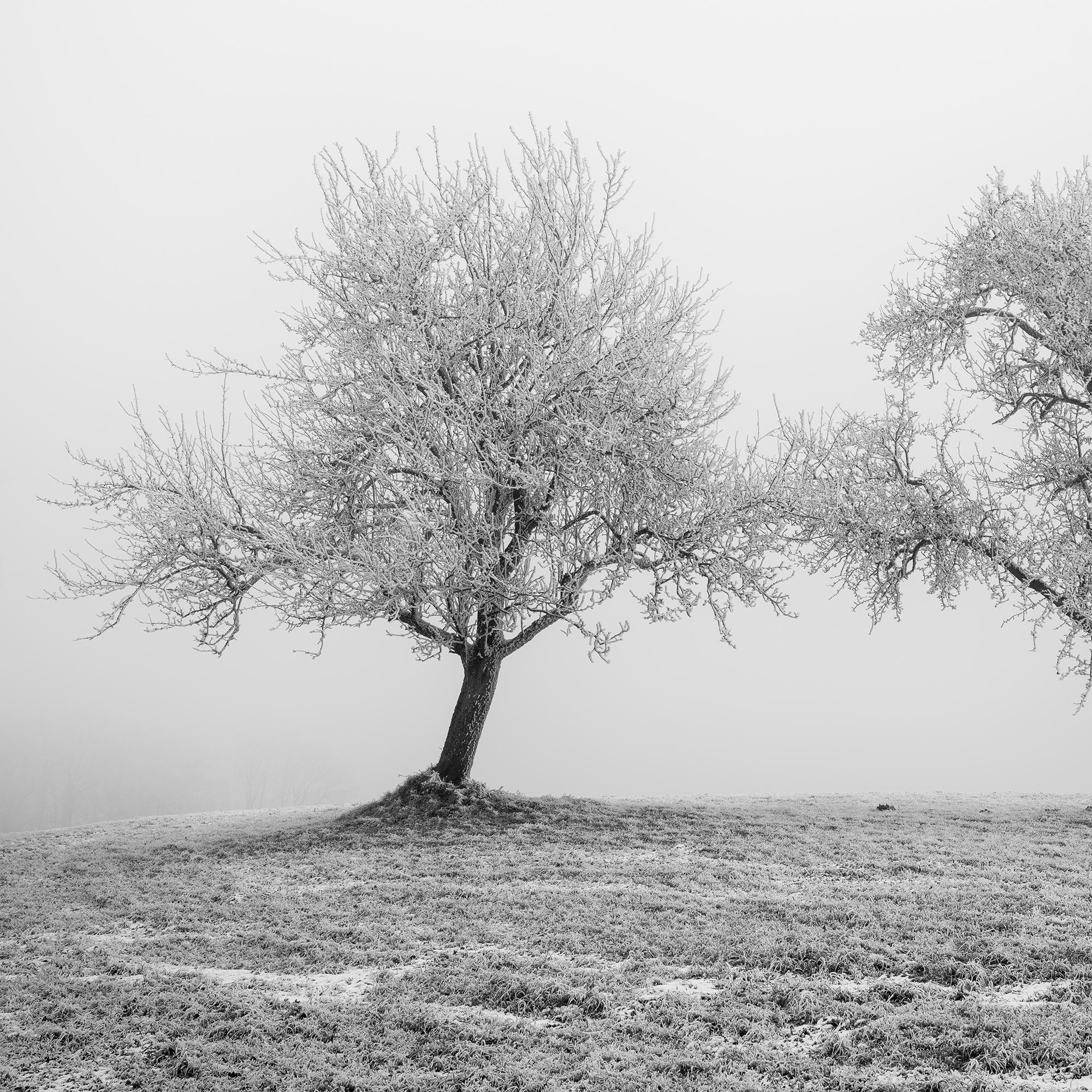 Hoarfrosted Trees, minimalist photograph, winter landscape For Sale 5