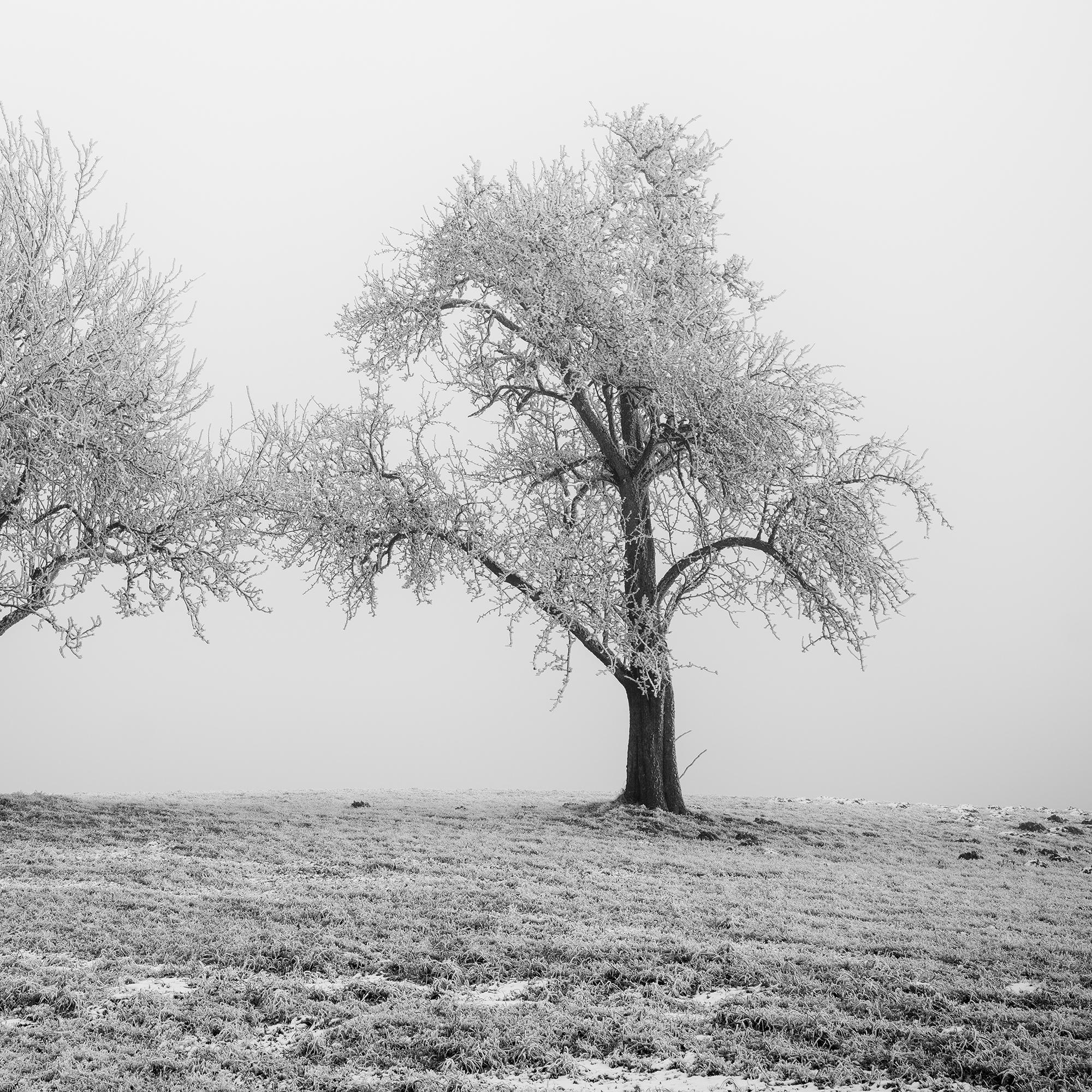 Hoarfrosted Trees, minimalist photograph, winter landscape For Sale 6