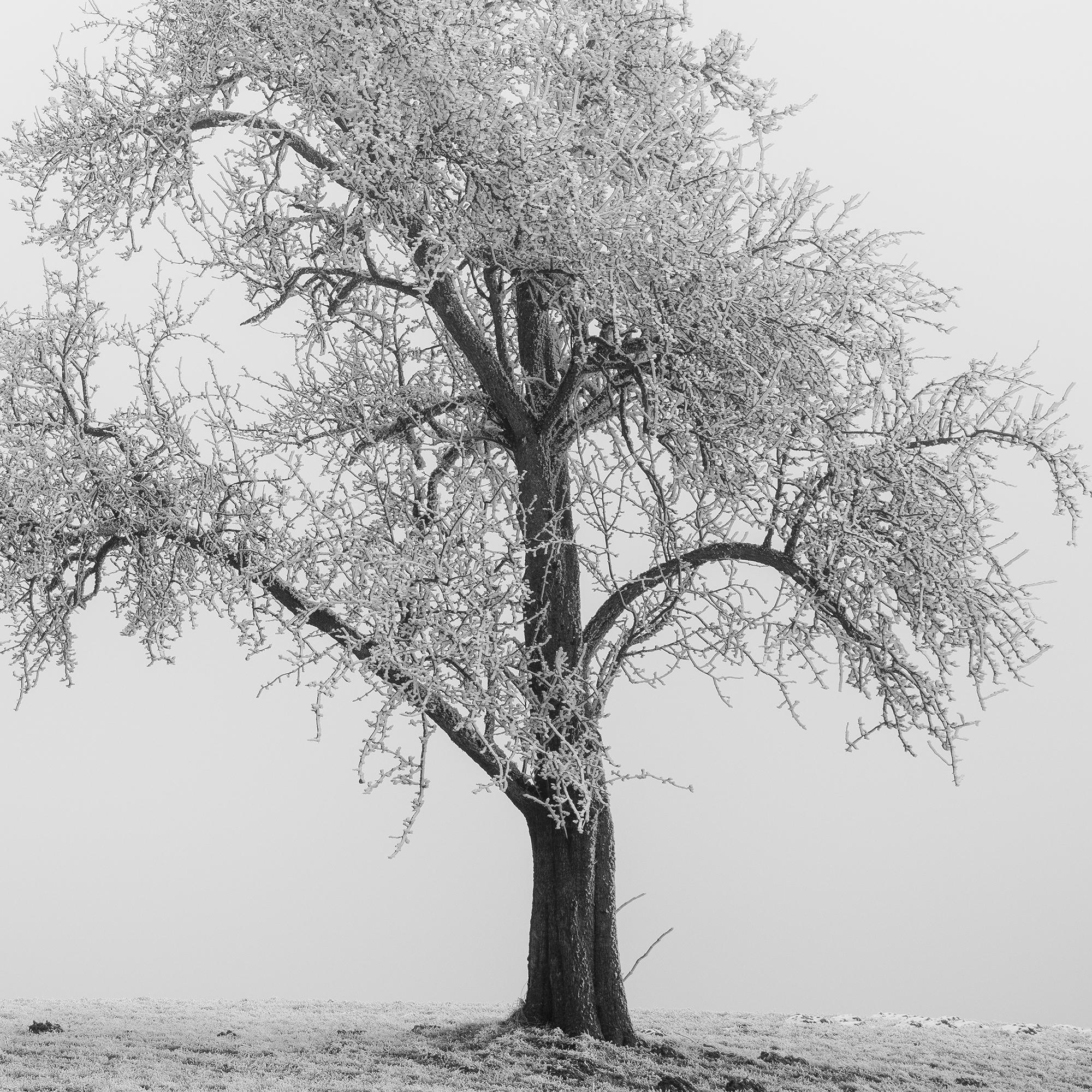 Hoarfrosted Trees, minimalist photograph, winter landscape For Sale 7