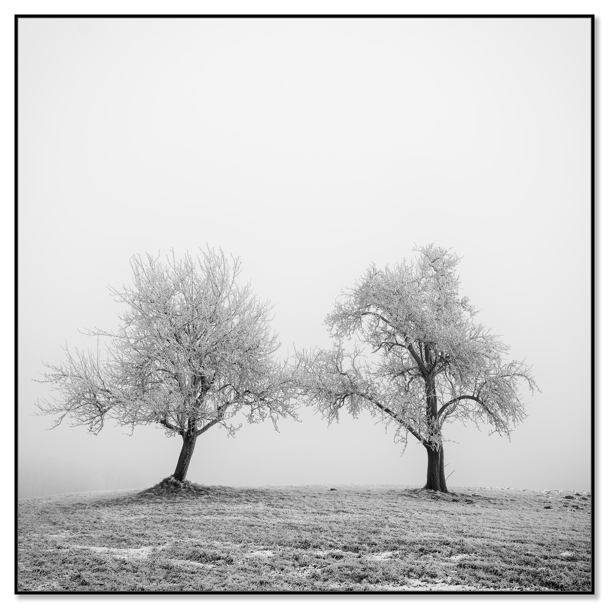 Hoarfrosted Trees, minimalist photograph, winter landscape - Photograph by Gerald Berghammer
