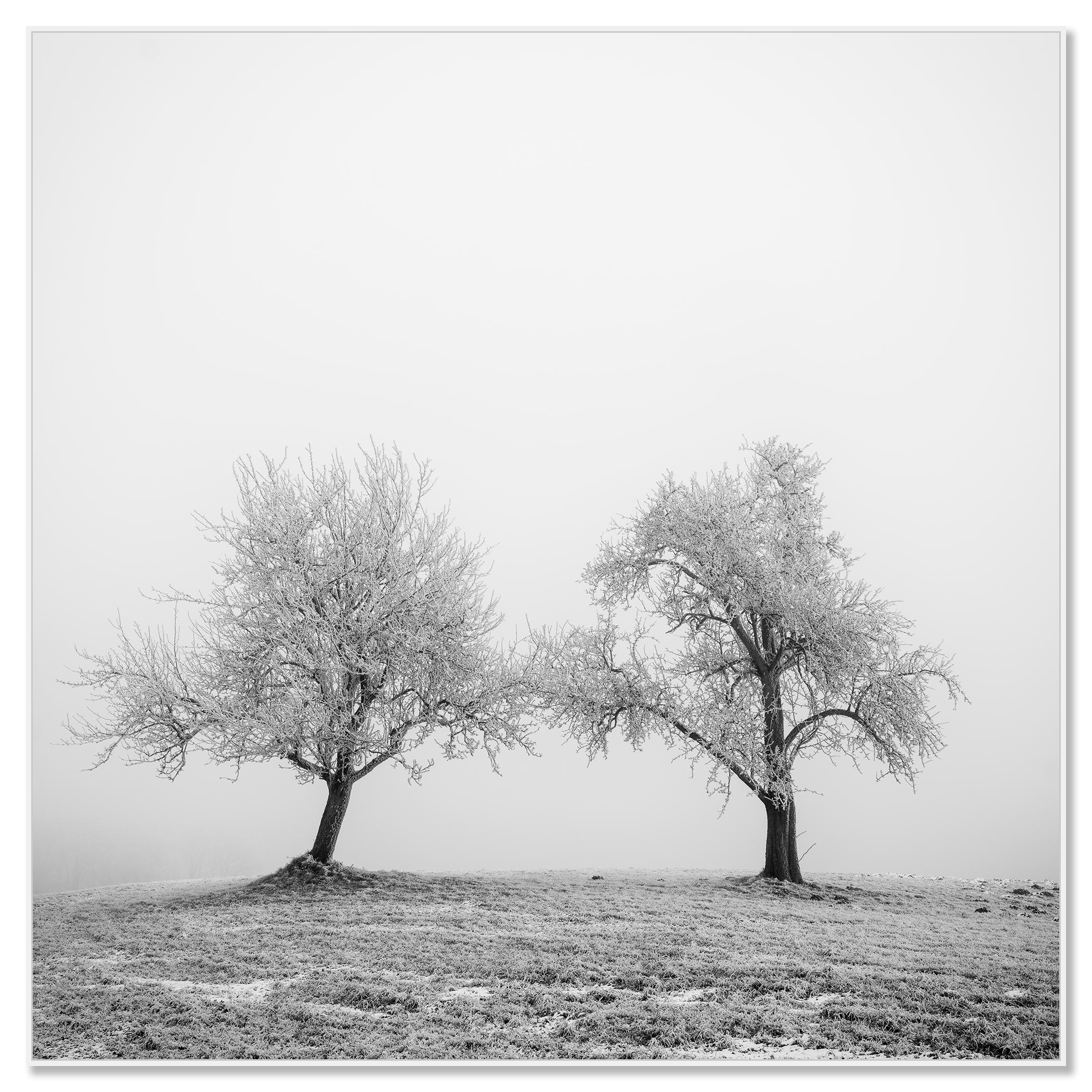 Hoarfrosted Trees, minimalist photograph, winter landscape - Contemporary Photograph by Gerald Berghammer