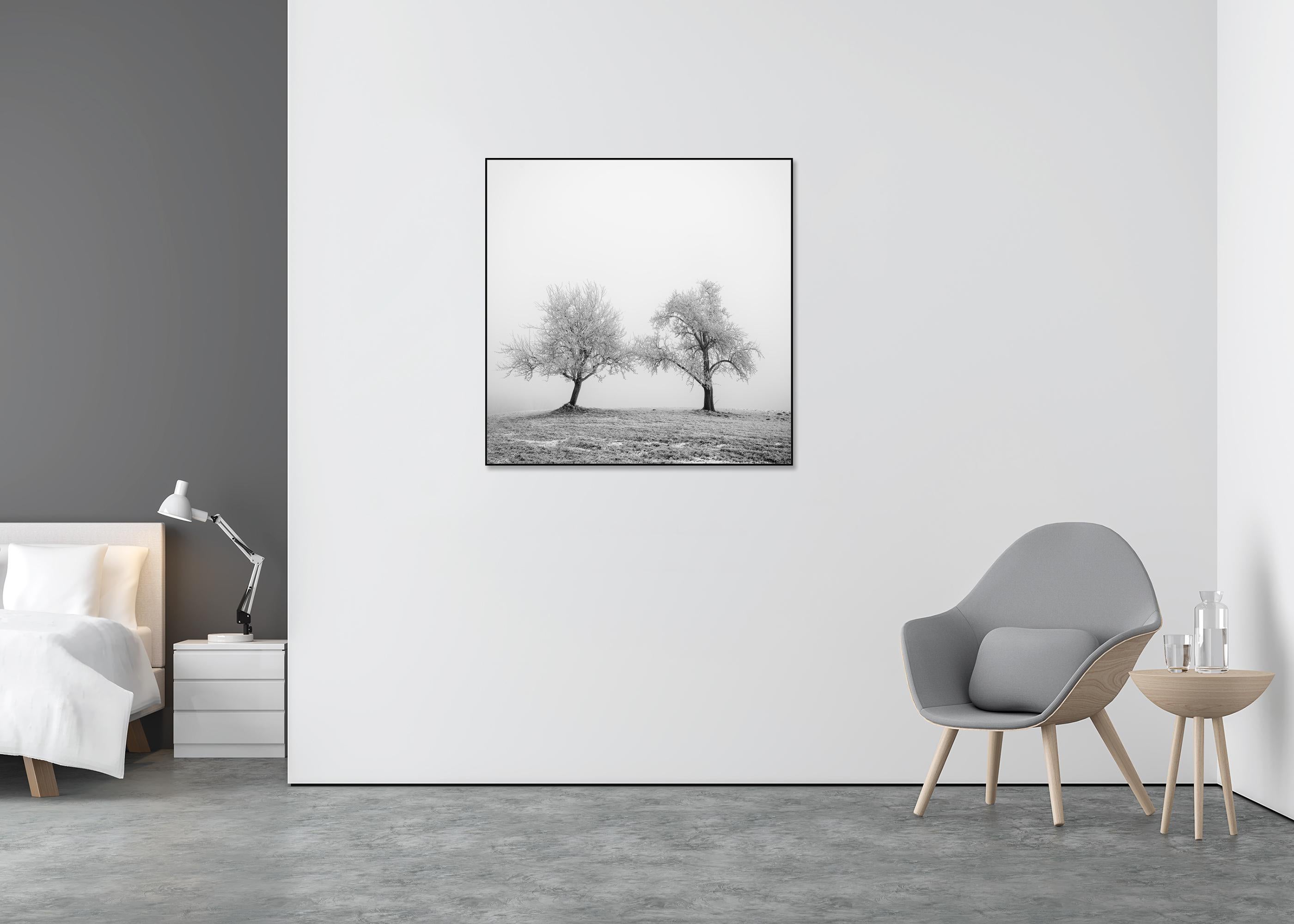 Hoarfrosted Trees, minimalist photograph, winter landscape - Gray Landscape Photograph by Gerald Berghammer