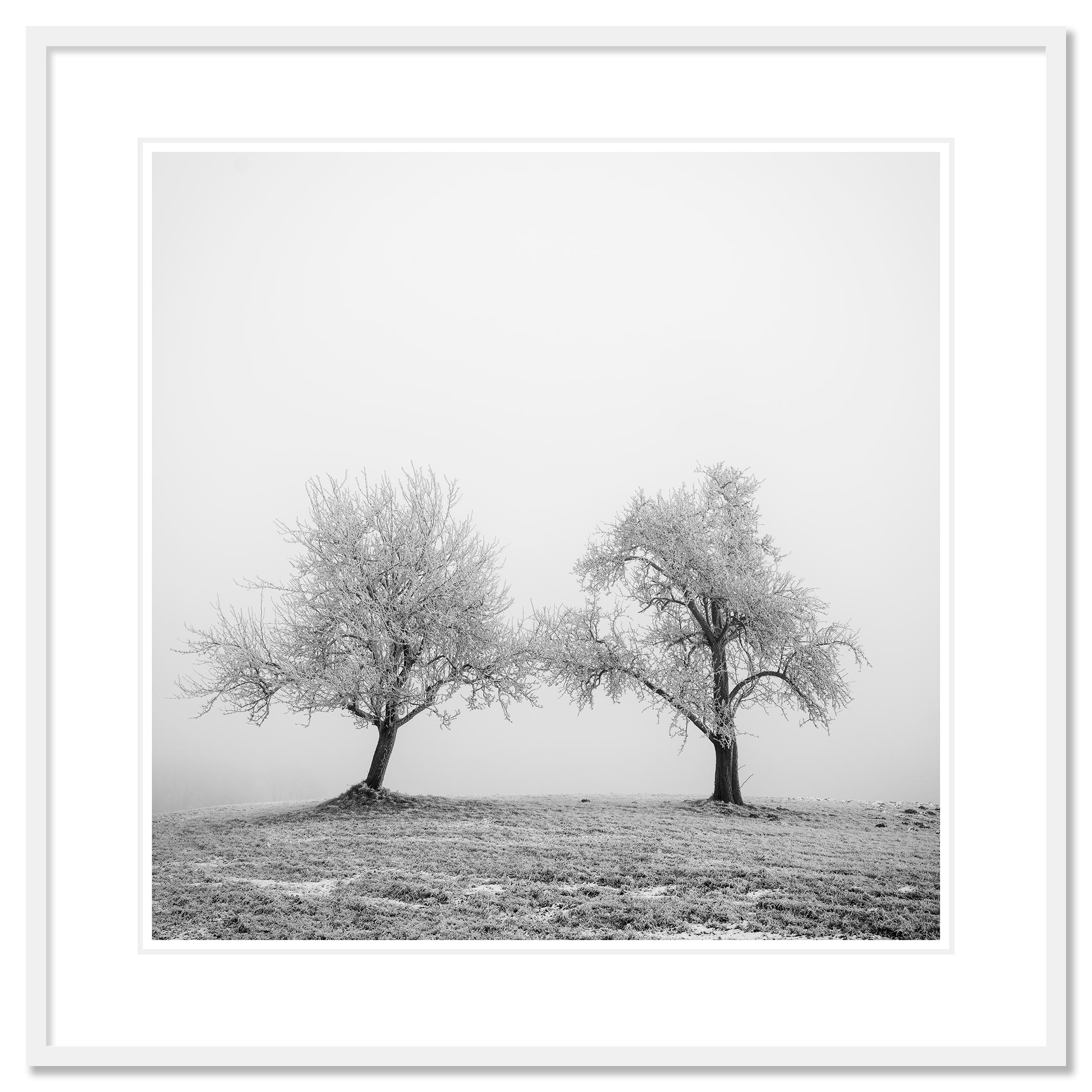 Hoarfrosted Trees, minimalist photograph, winter landscape For Sale 1