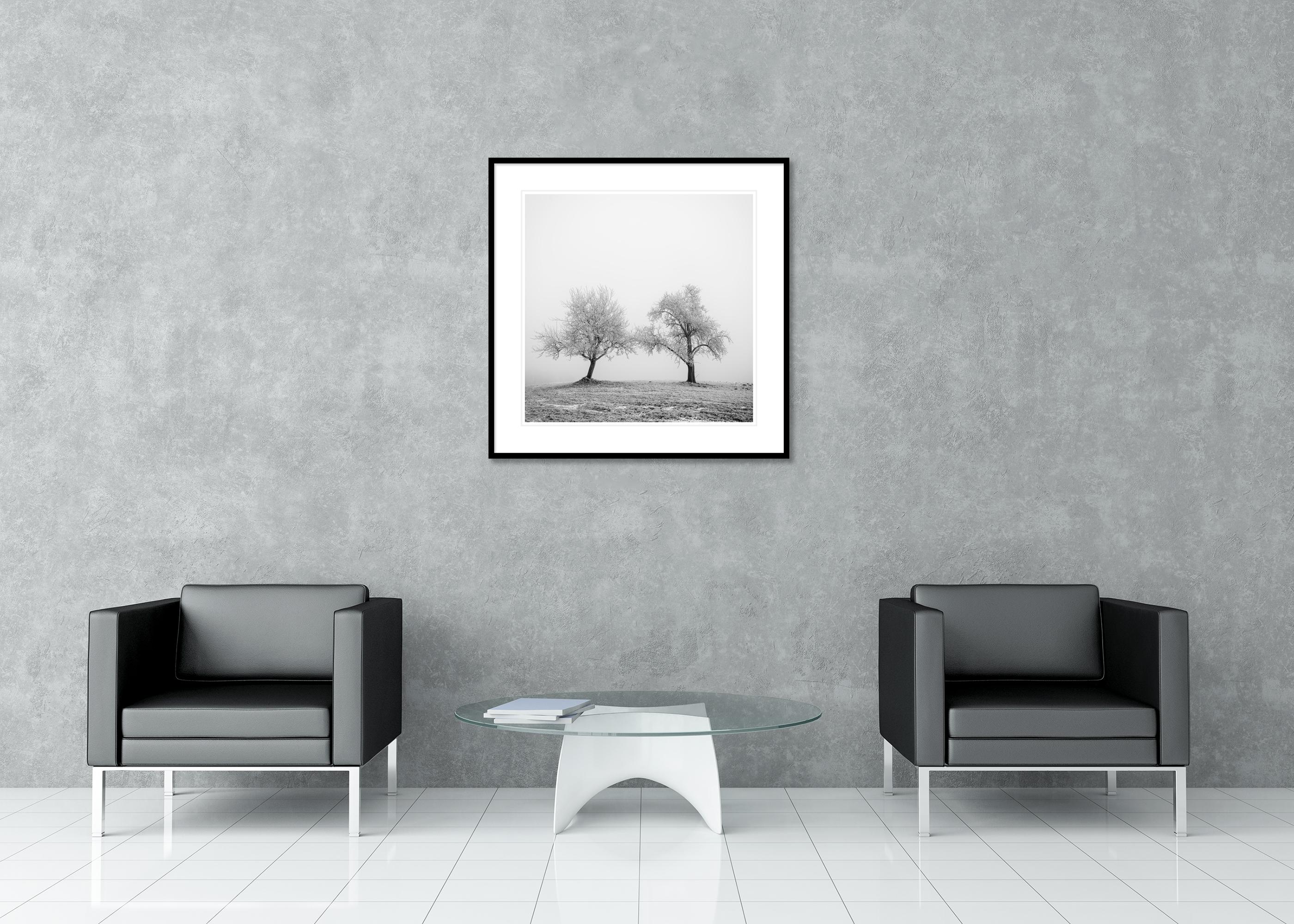Hoarfrosted Trees, minimalist photograph, winter landscape For Sale 2