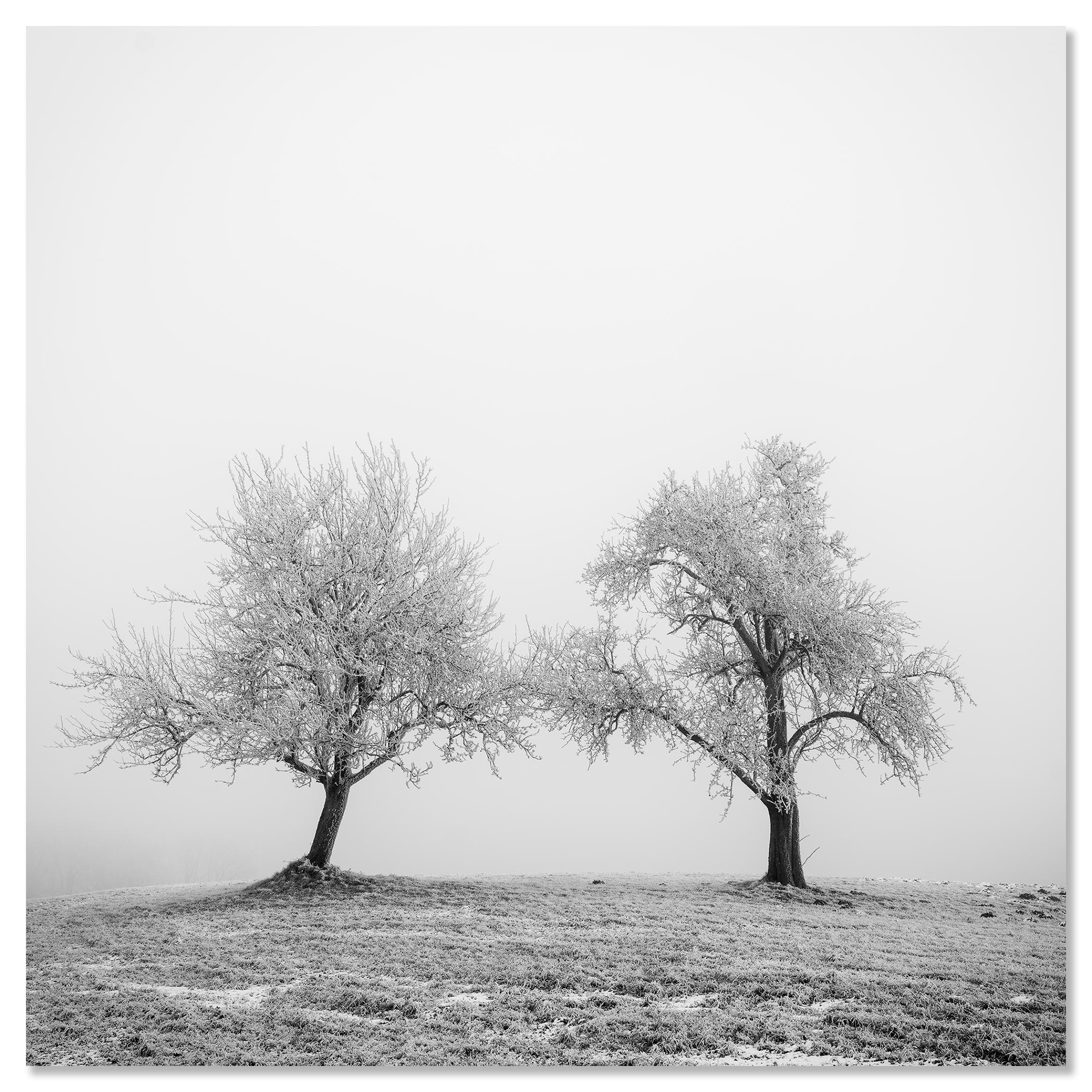 Hoarfrosted Trees, minimalist photograph, winter landscape For Sale 3