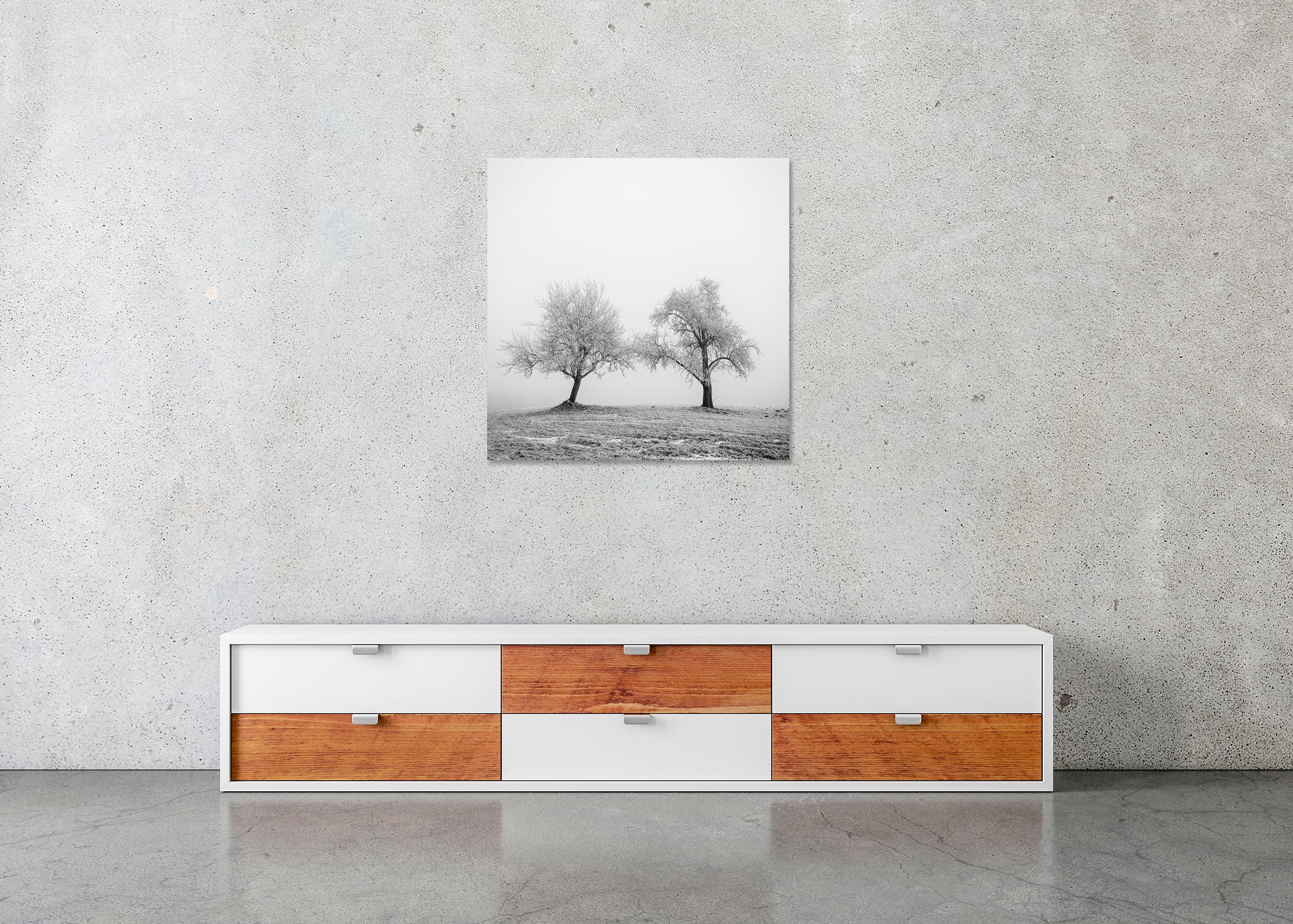 Hoarfrosted Trees, minimalist photograph, winter landscape For Sale 4