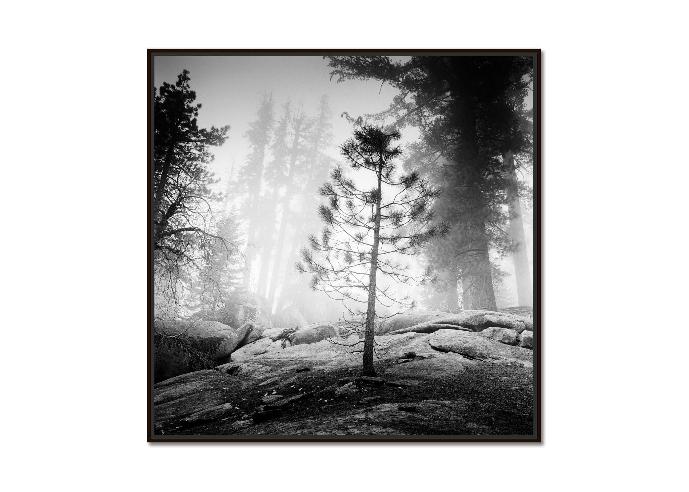 Into the Wild, Redwood, foggy, California, USA, b&w art landscape photography - Photograph by Gerald Berghammer